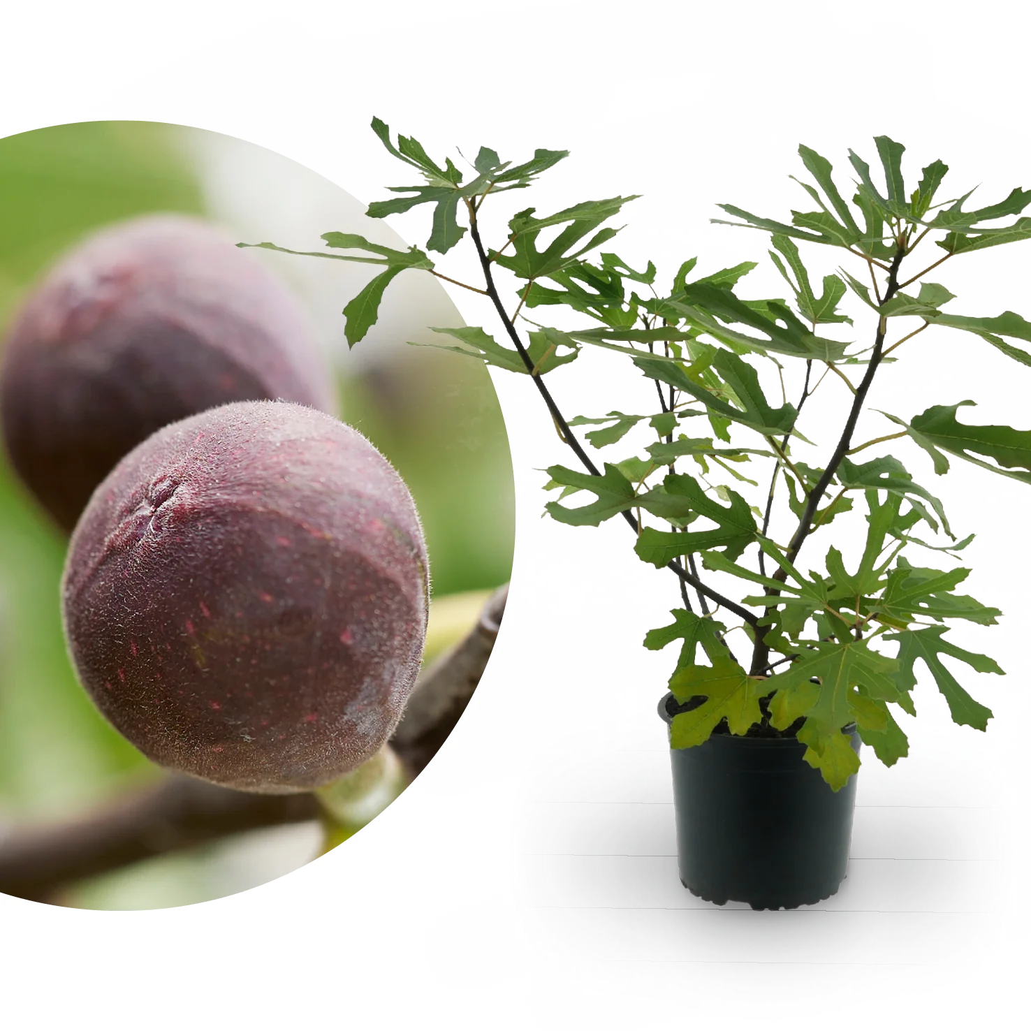 Feigenbaum ‘Little Firoma’