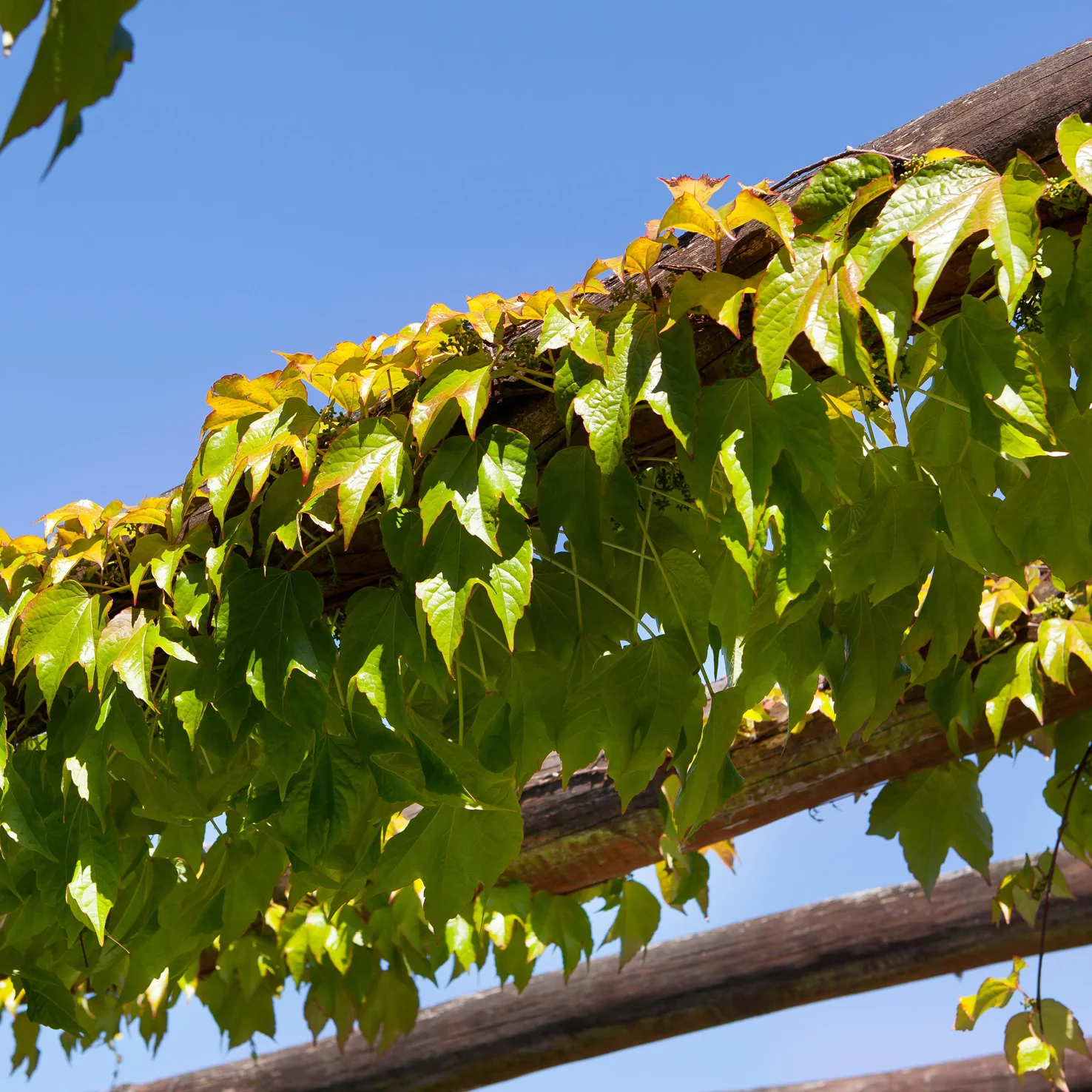 Wilder Wein 'Veitchii'