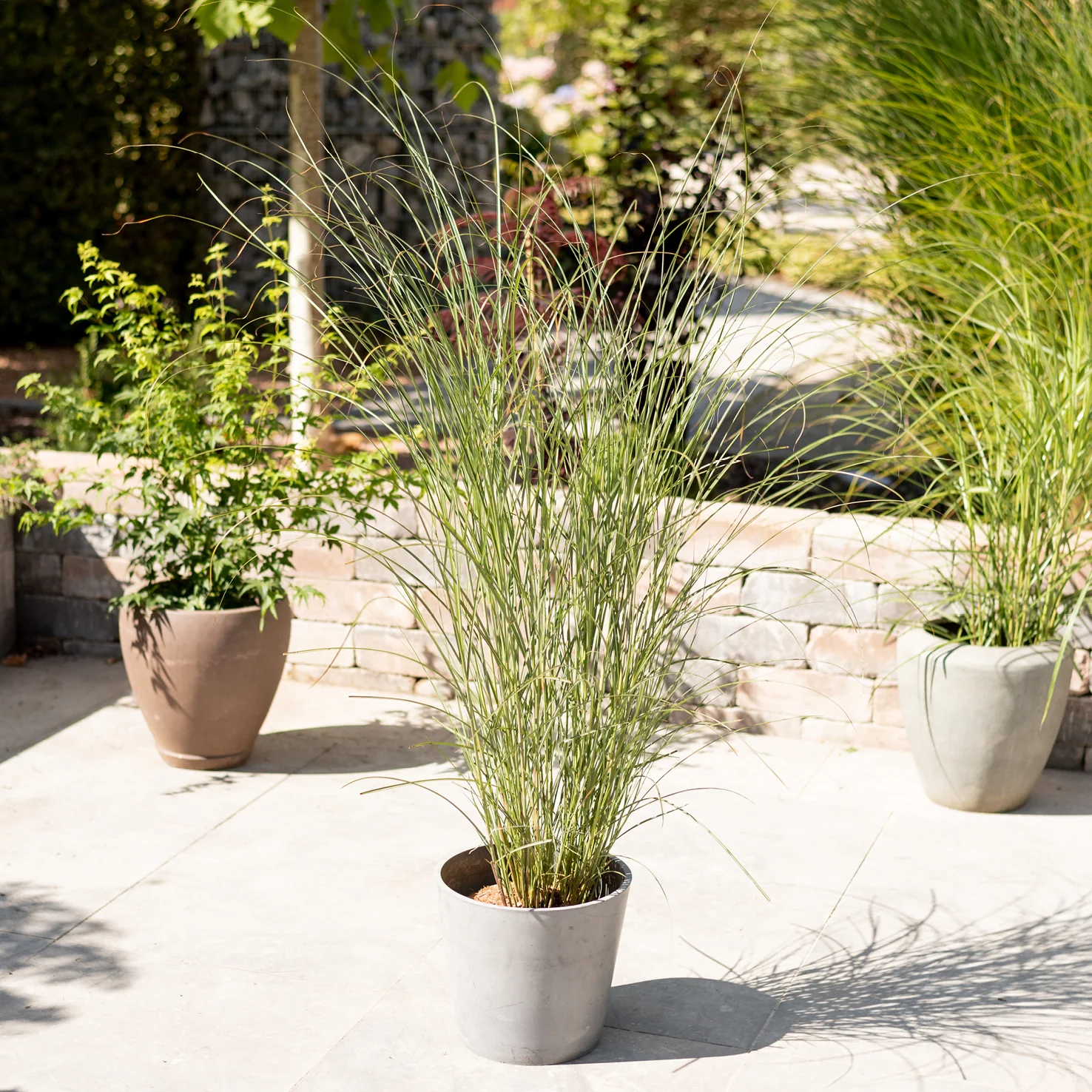 Chinaschilf 'Gracillimus'