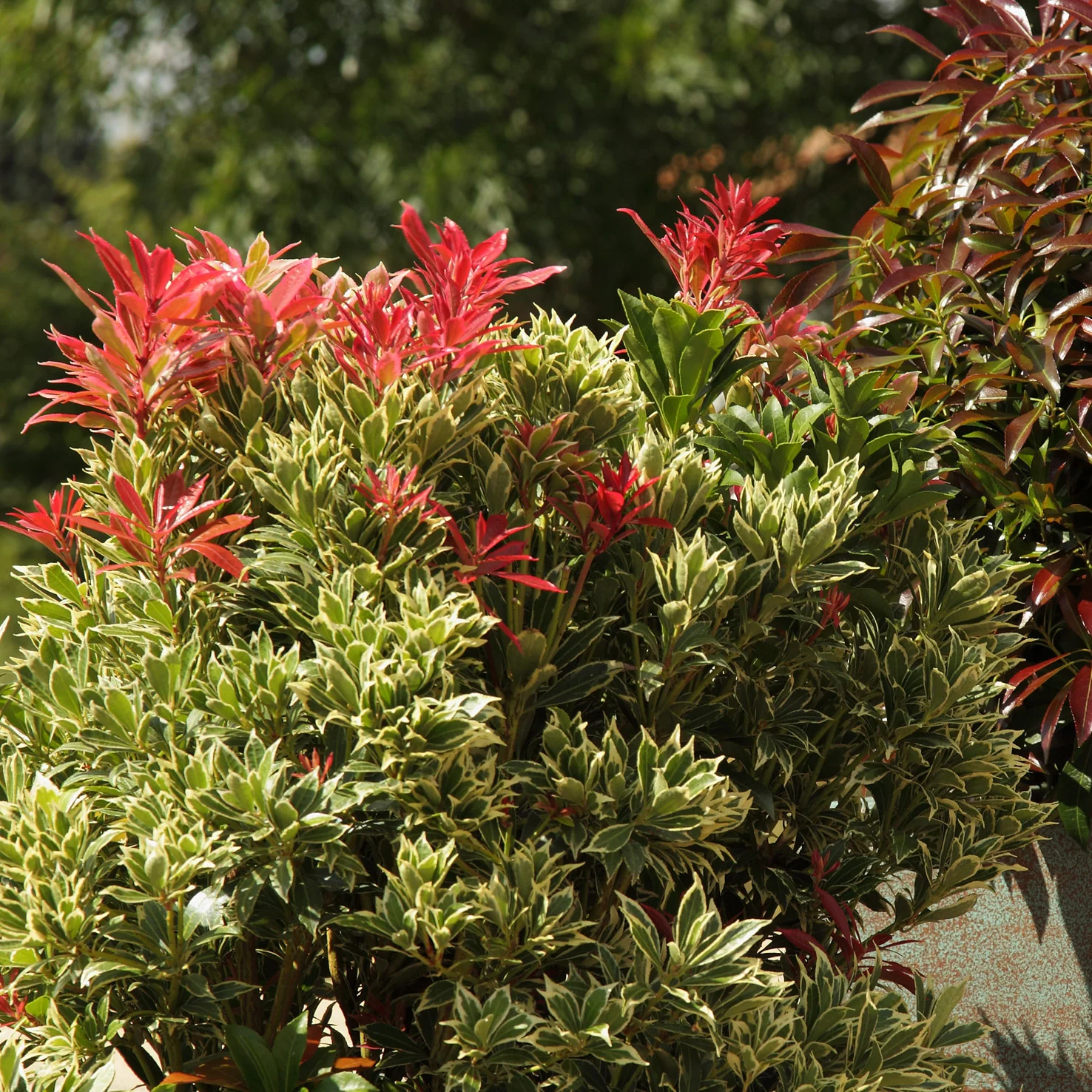 Schattenglöckchen 'Carnaval' Weiß