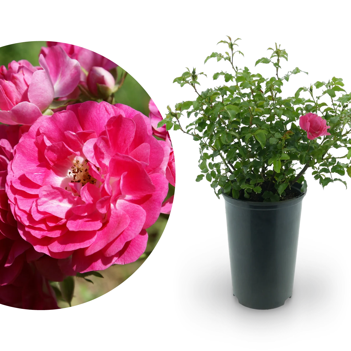 Bodendeckerrose 'Heidetraum'® Karminrosarot