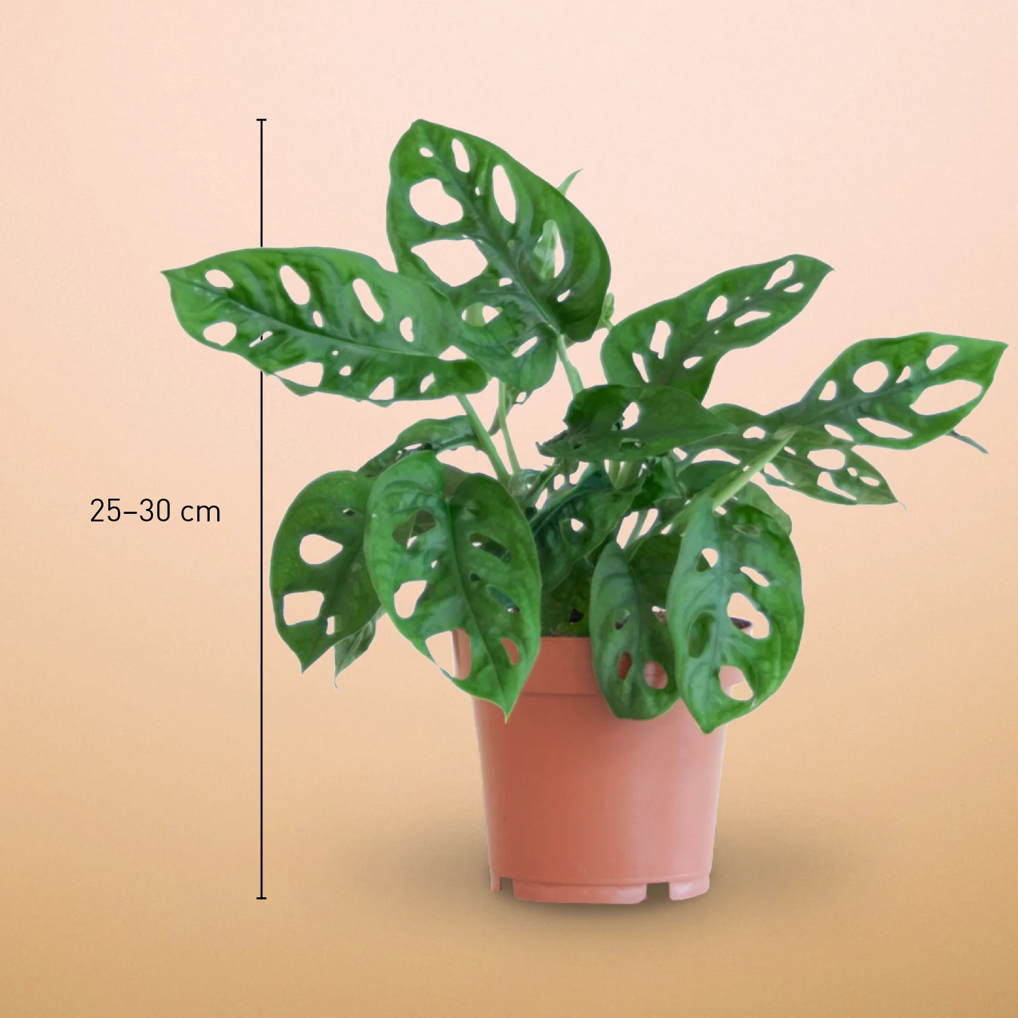 Monstera Monkey Leaf