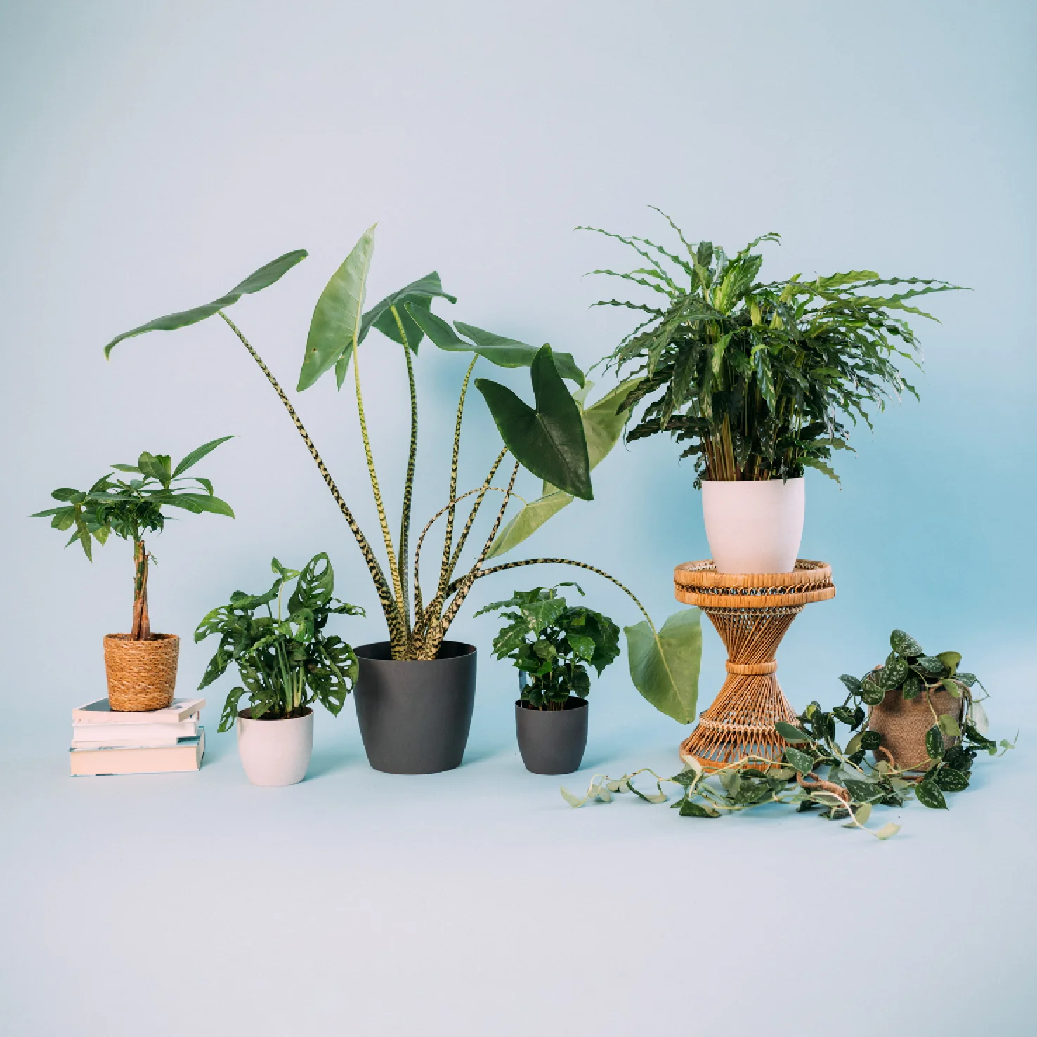Pflegeleichte Zimmerpflanzen (6er Set)