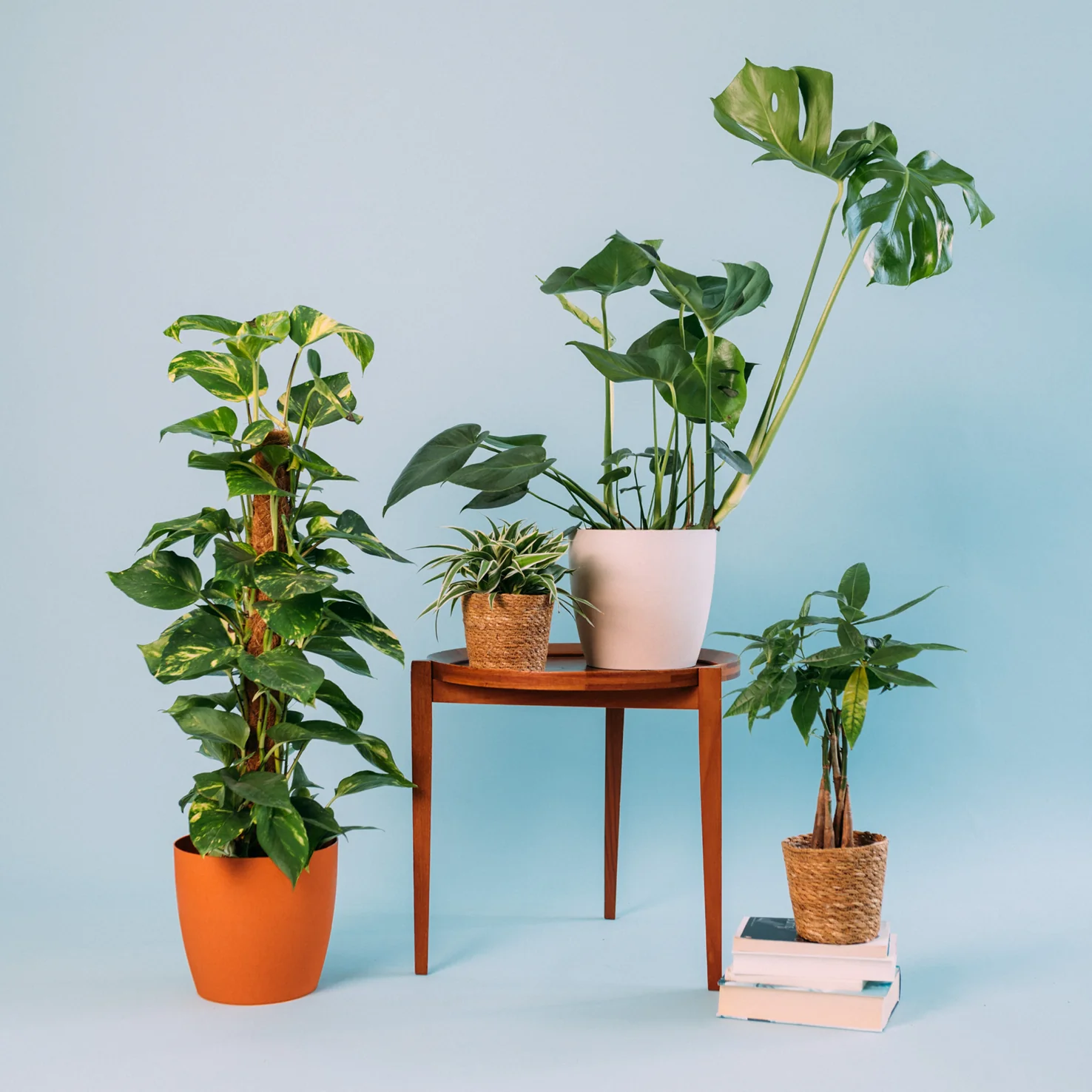 Pflegeleichte Zimmerpflanzen (4er Set)