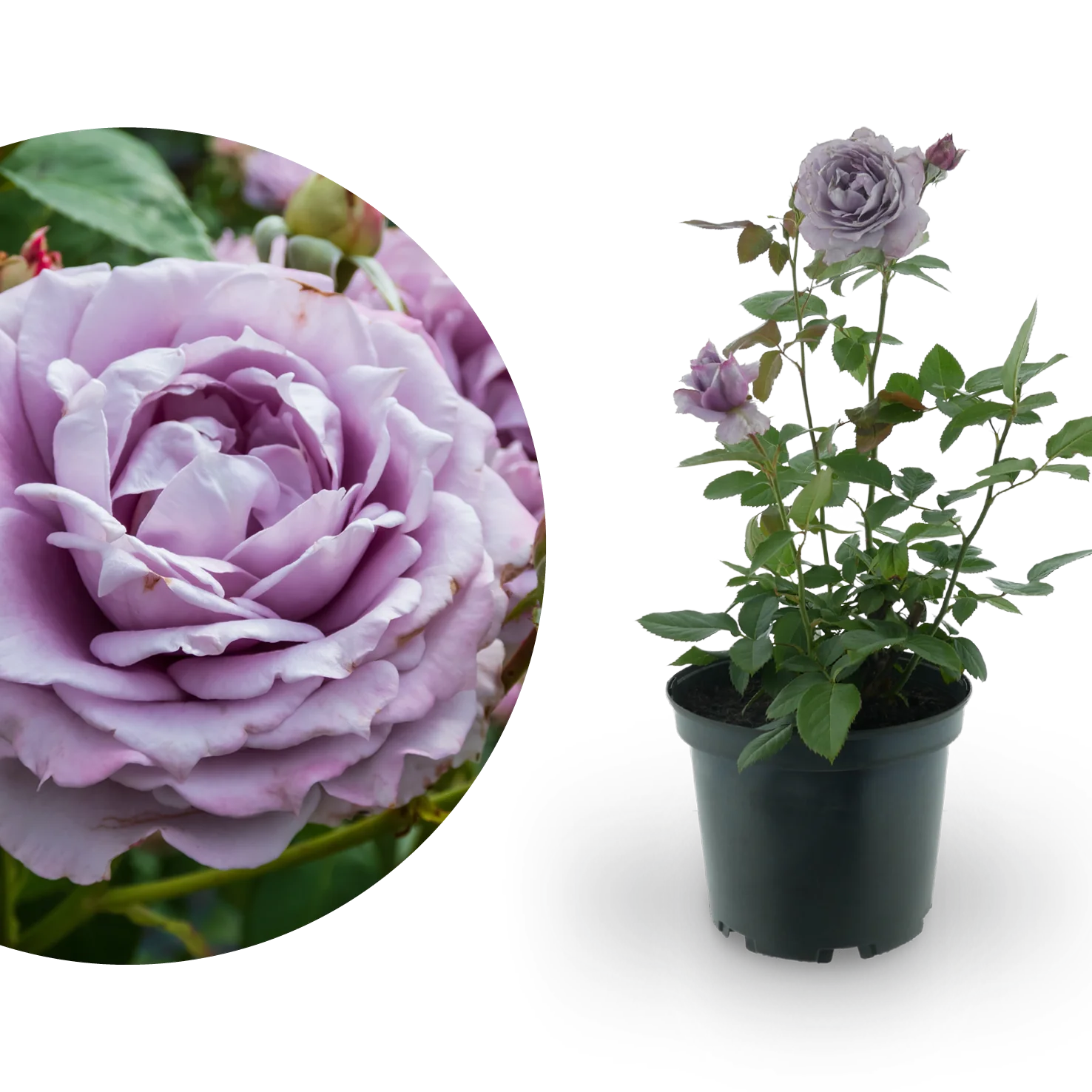 Beetrose 'Novalis'® Lavendelblau