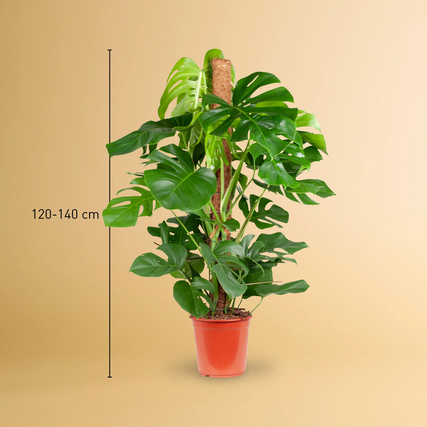 Fensterblatt XXL-Größe