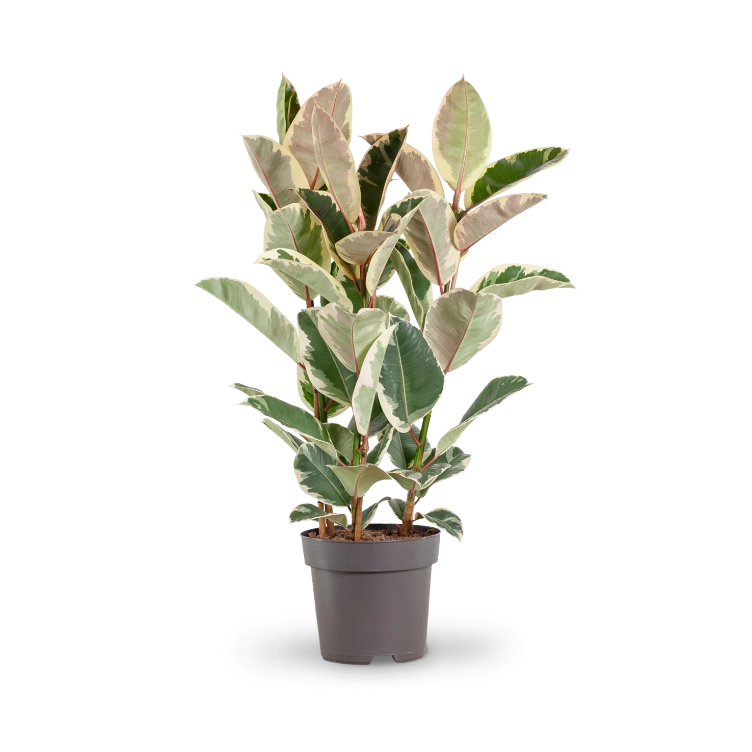 Weißbunter Gummibaum 'Tineke' XXL-Größe