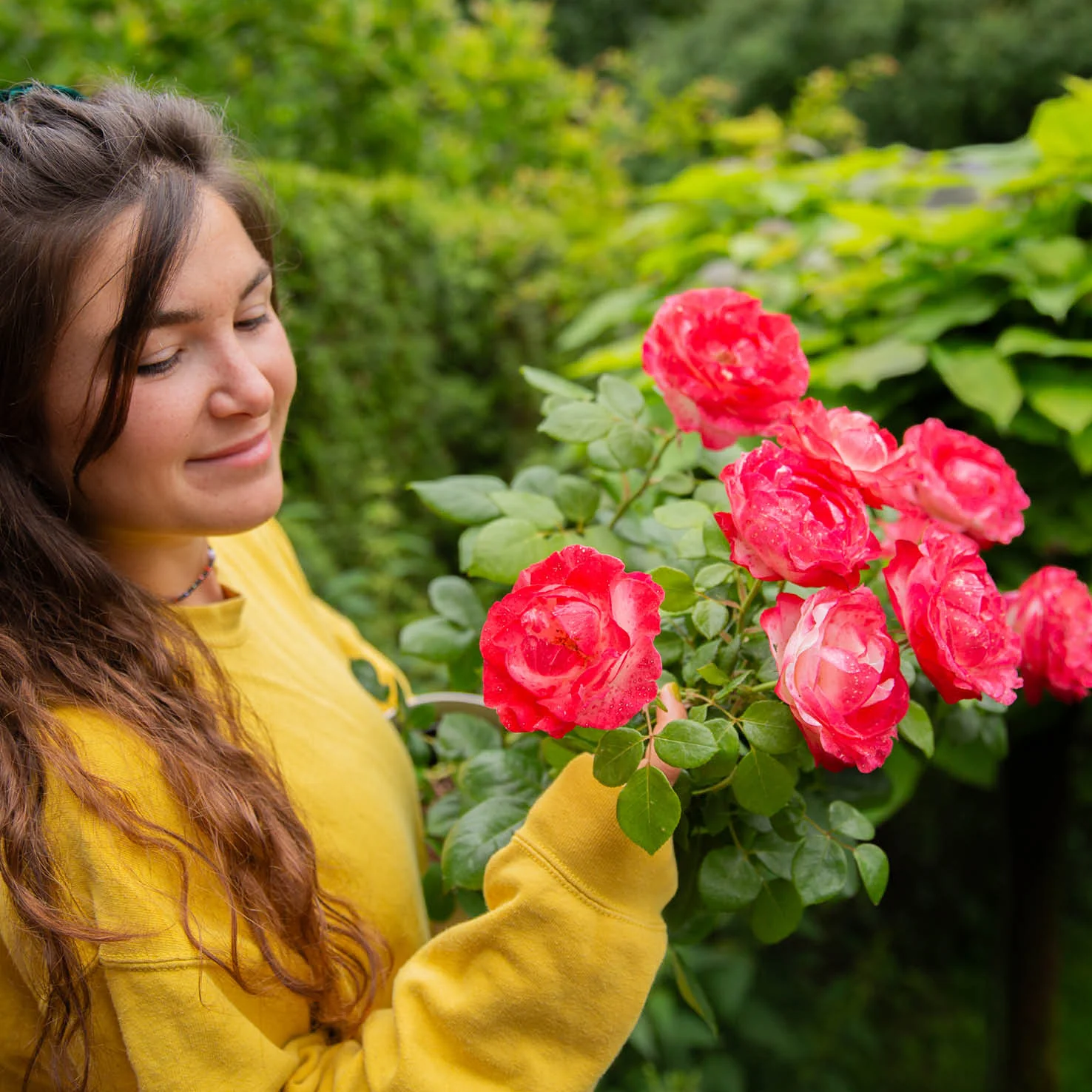 Edelrose 'Nostalgie'® Cremeweiß-Kirschrot