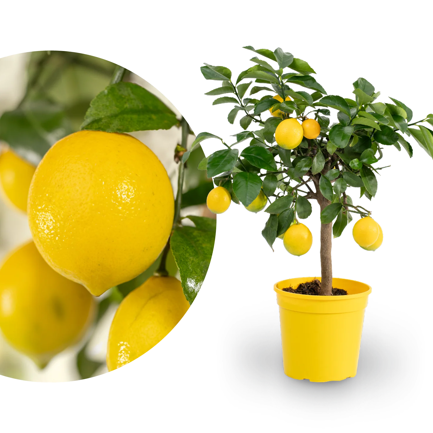 Meyer-Zitrone LEMON TIME®