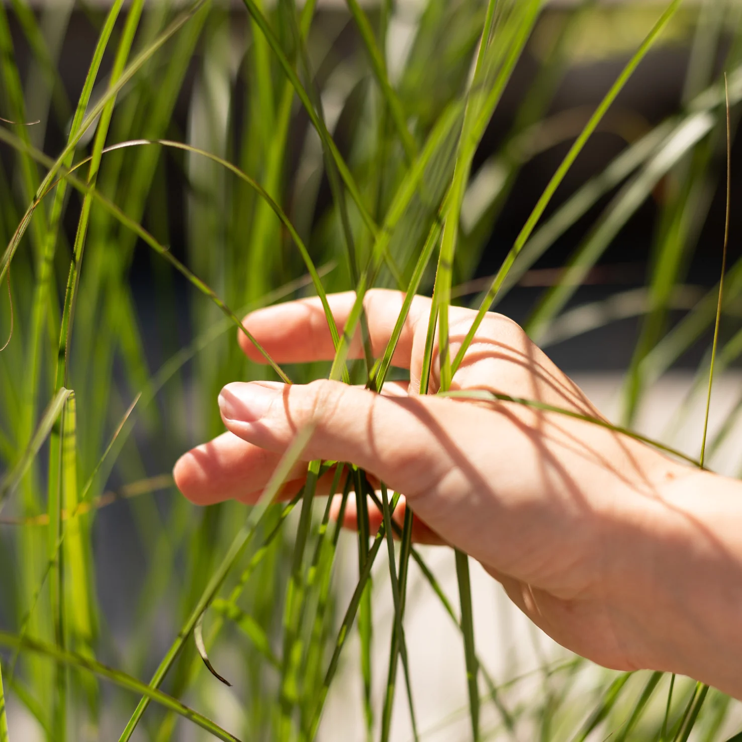 Chinaschilf 'Gracillimus'