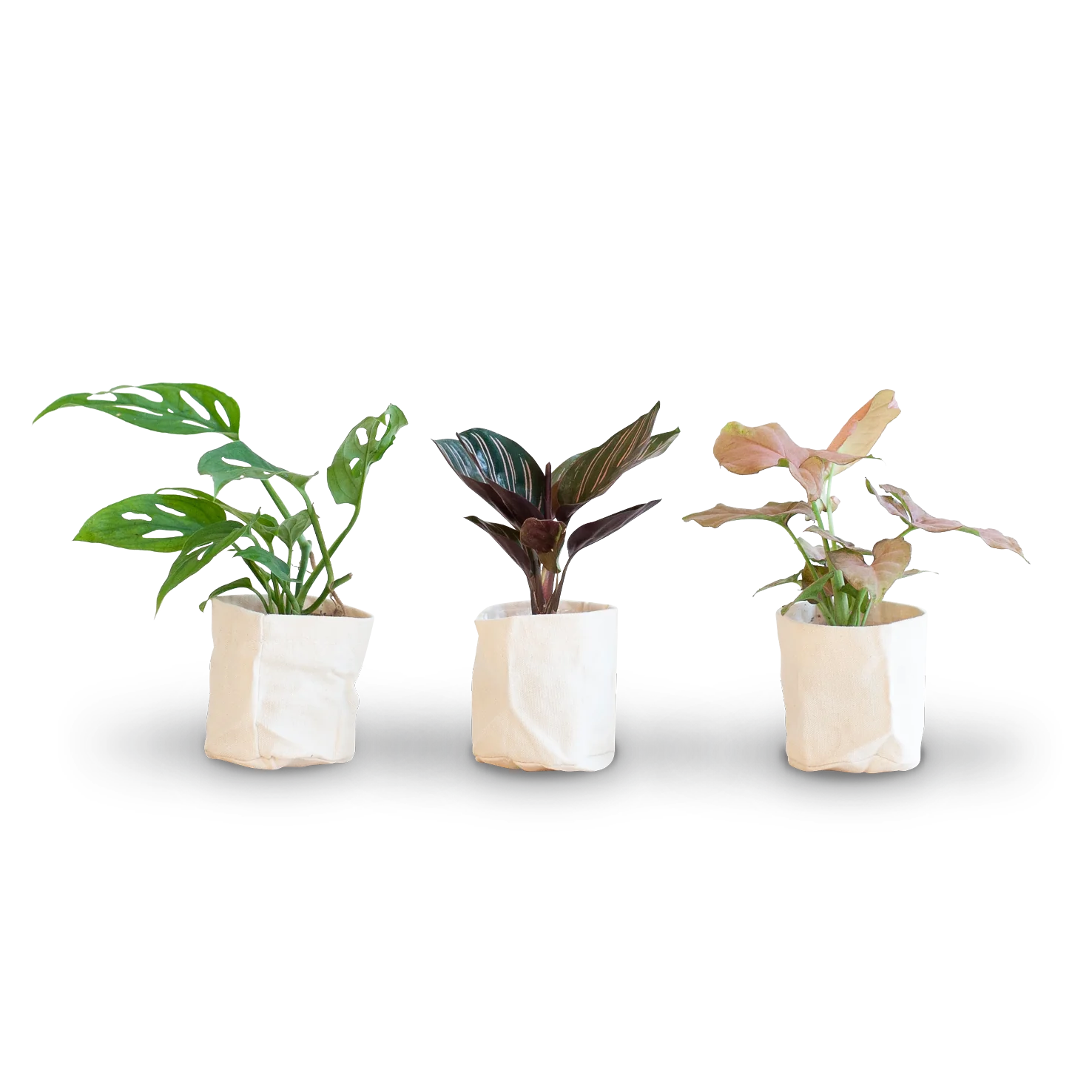 Zimmerpflanzen Stecklingsbox (3 Stk.)