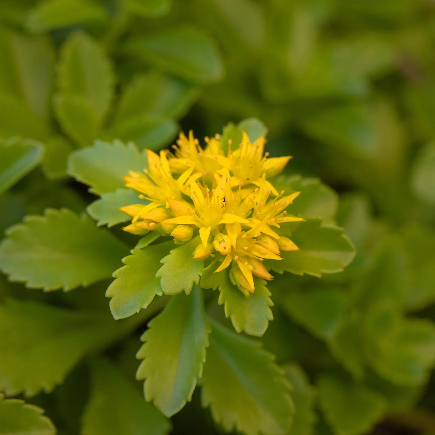 Sedum 'Weihenstephaner Gold' (Mehrfach-Set)