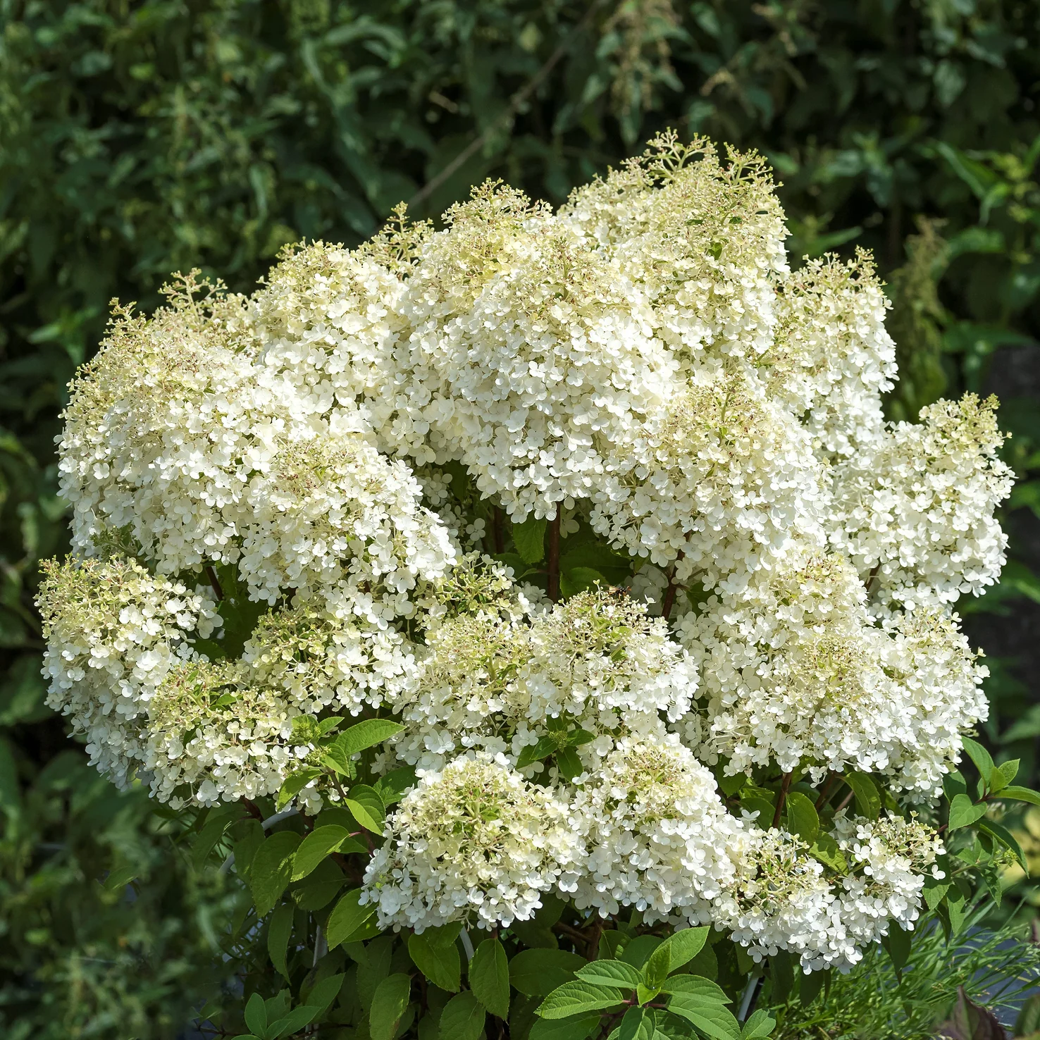 Rispenhortensie 'Bobo'®