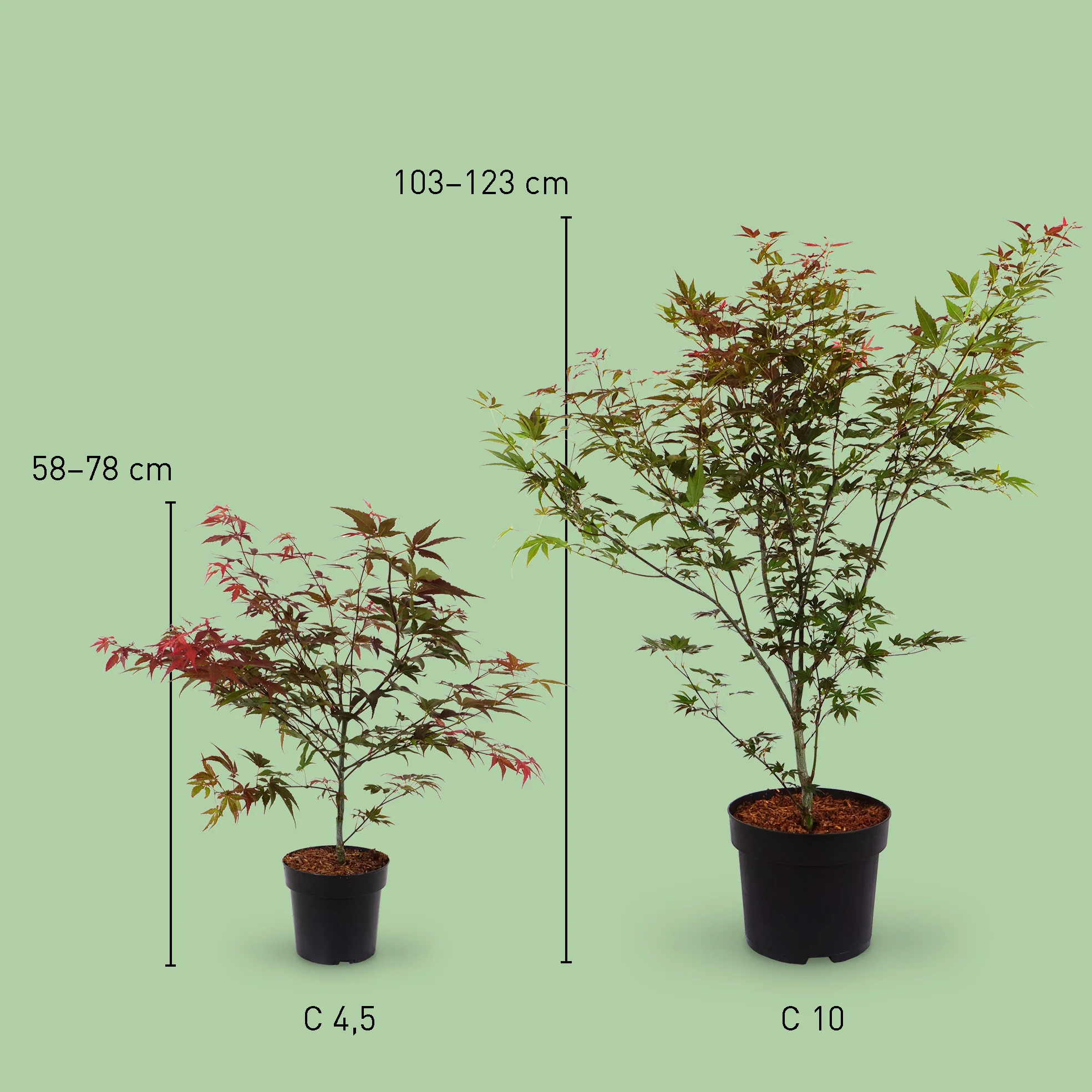 Roter Fächer-Ahorn 'Atropurpureum'