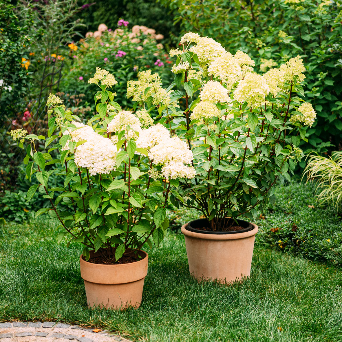 Rispenhortensie 'Limelight'®