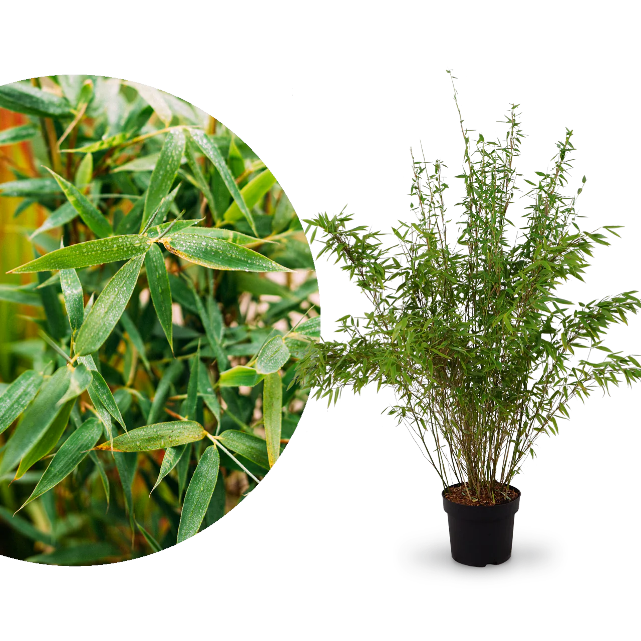 Gartenbambus 'Jumbo'