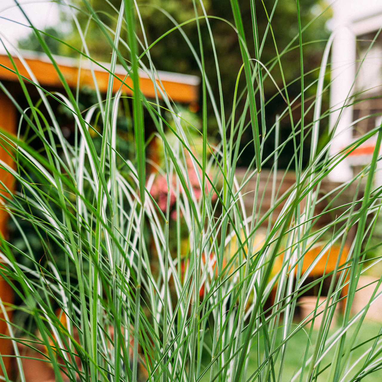 Chinaschilf ‘Ferner Osten’