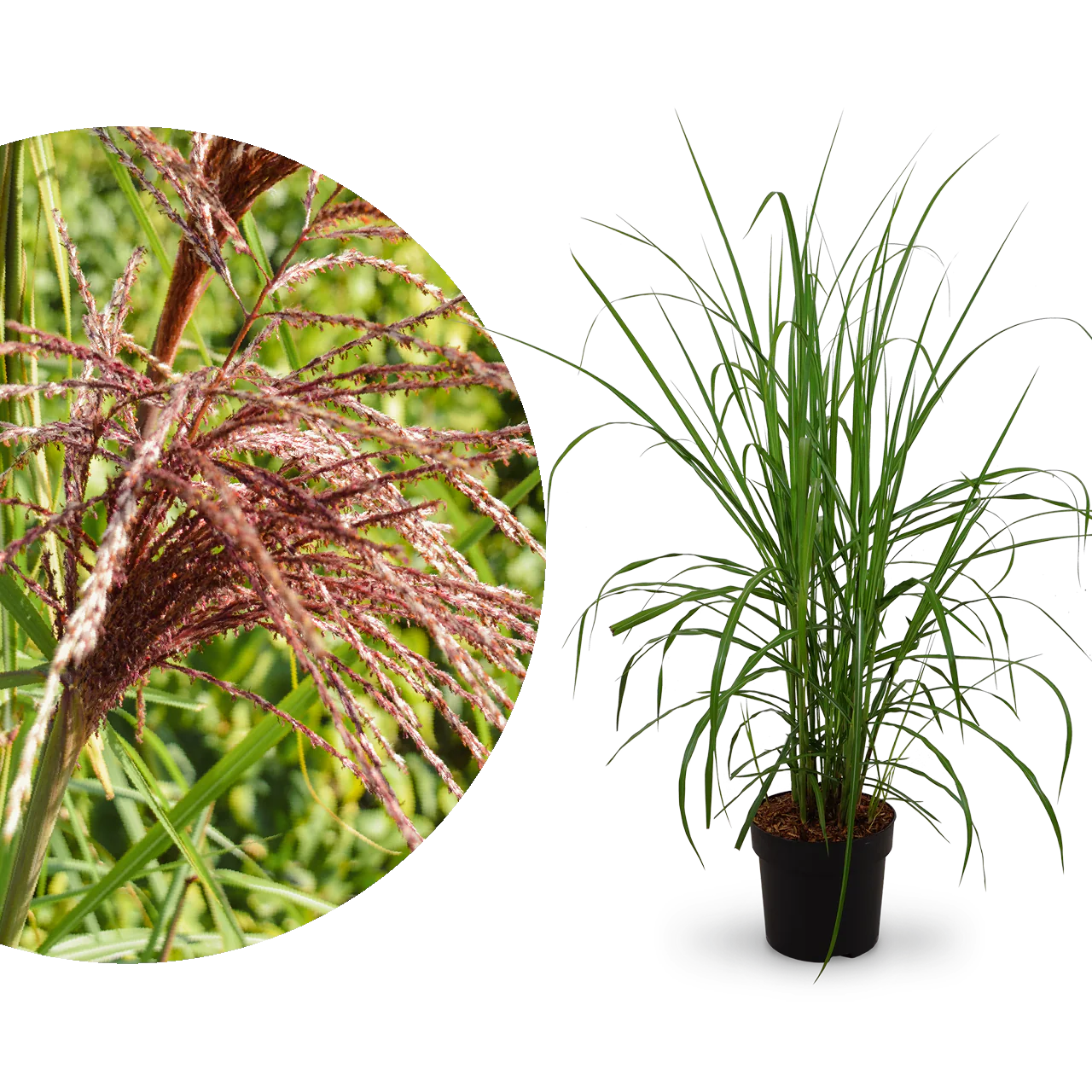 Chinaschilf 'Malepartus'