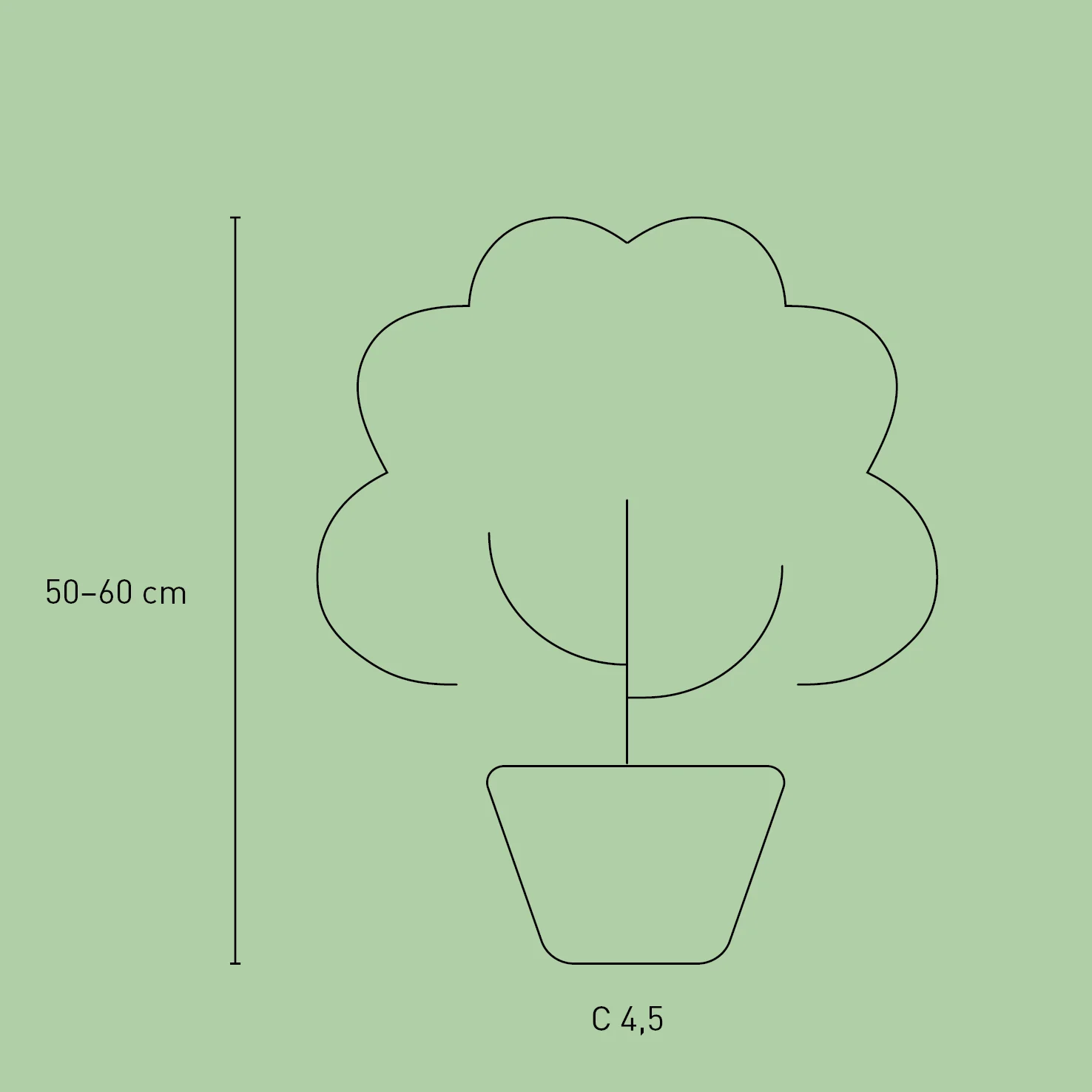 Edelrose 'Nostalgie'® Cremeweiß-Kirschrot