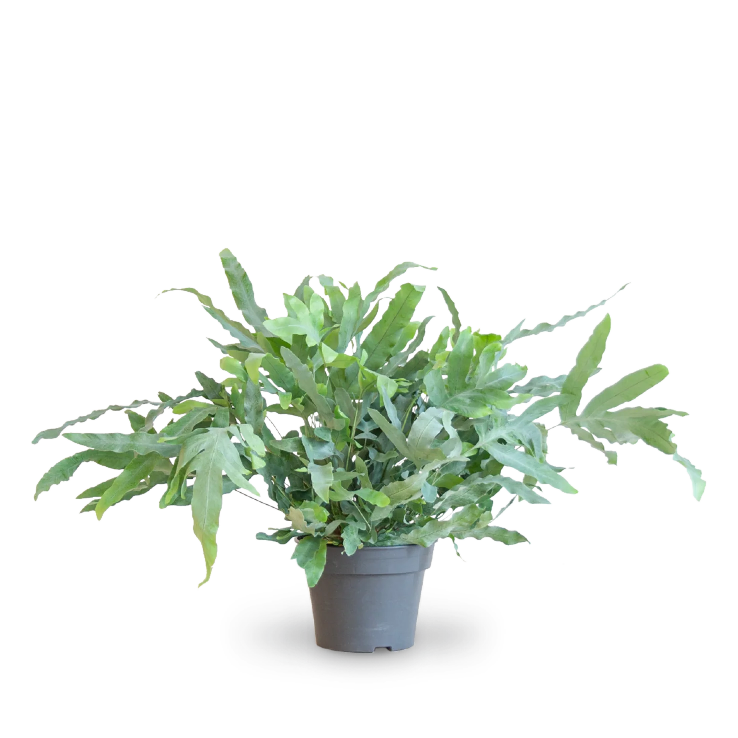 Phlebodium aureum 'Blue Star'