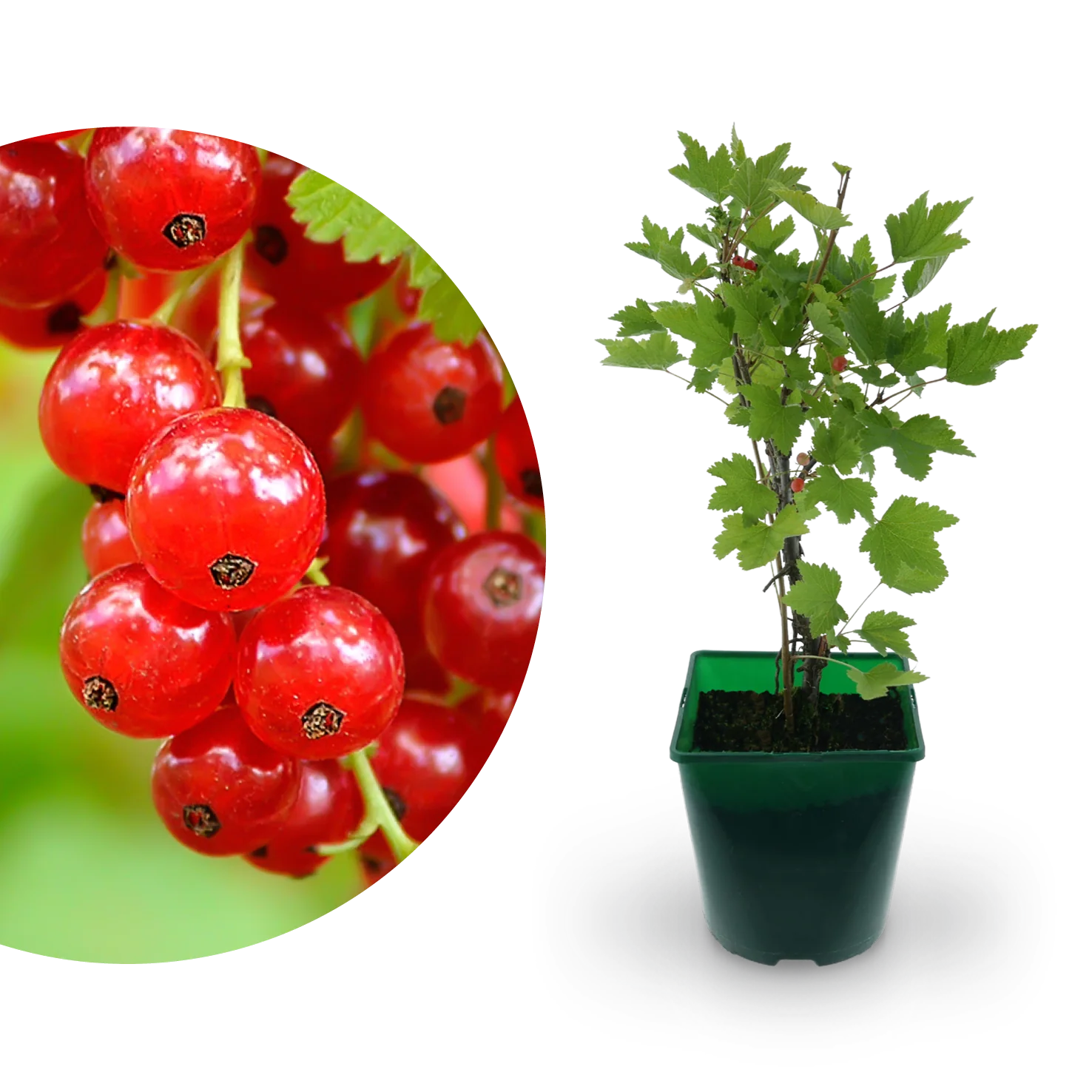 Bio-Johannisbeere 'Rovada'