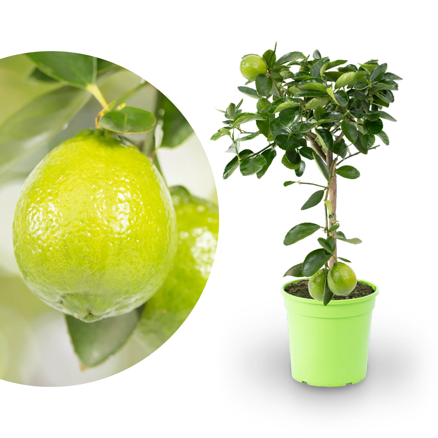 Persische Limette LIME TIME®