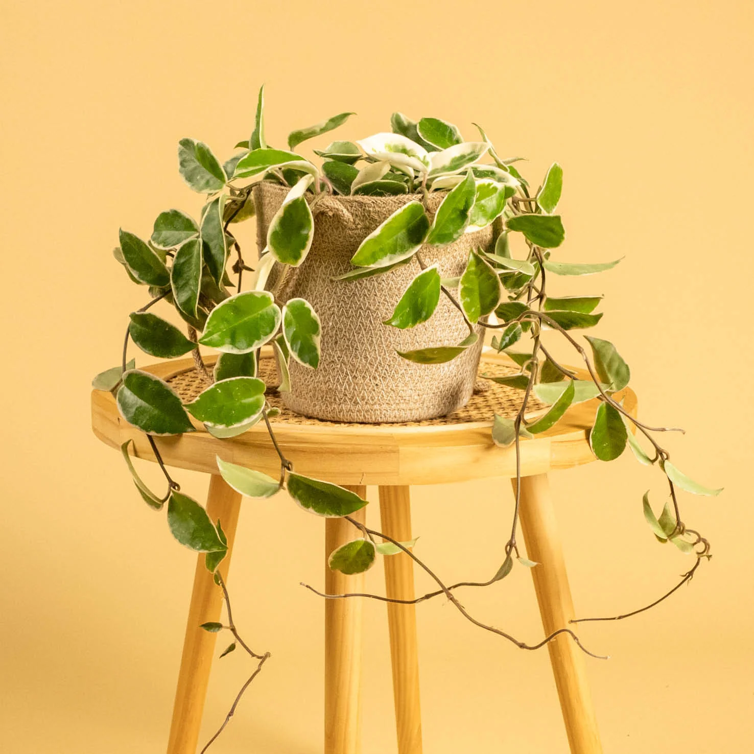 Hoya 'Krimson Queen'