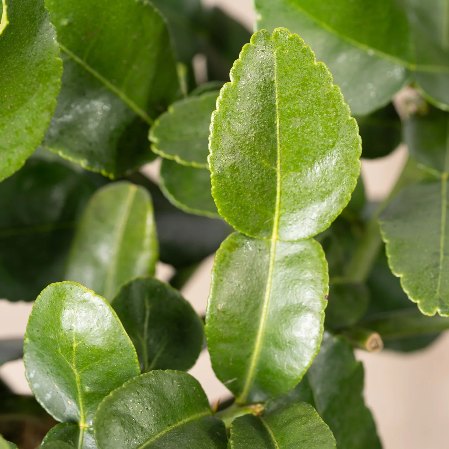 Kaffir-Limette LIME TIME®