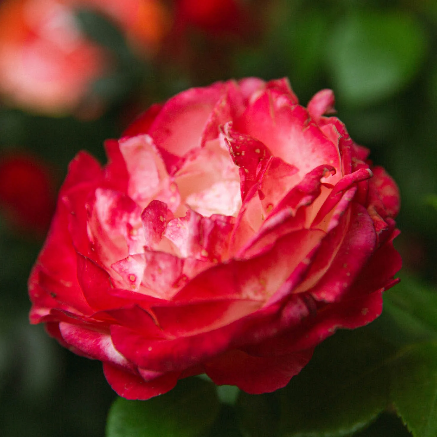 Edelrose 'Nostalgie'® Cremeweiß-Kirschrot