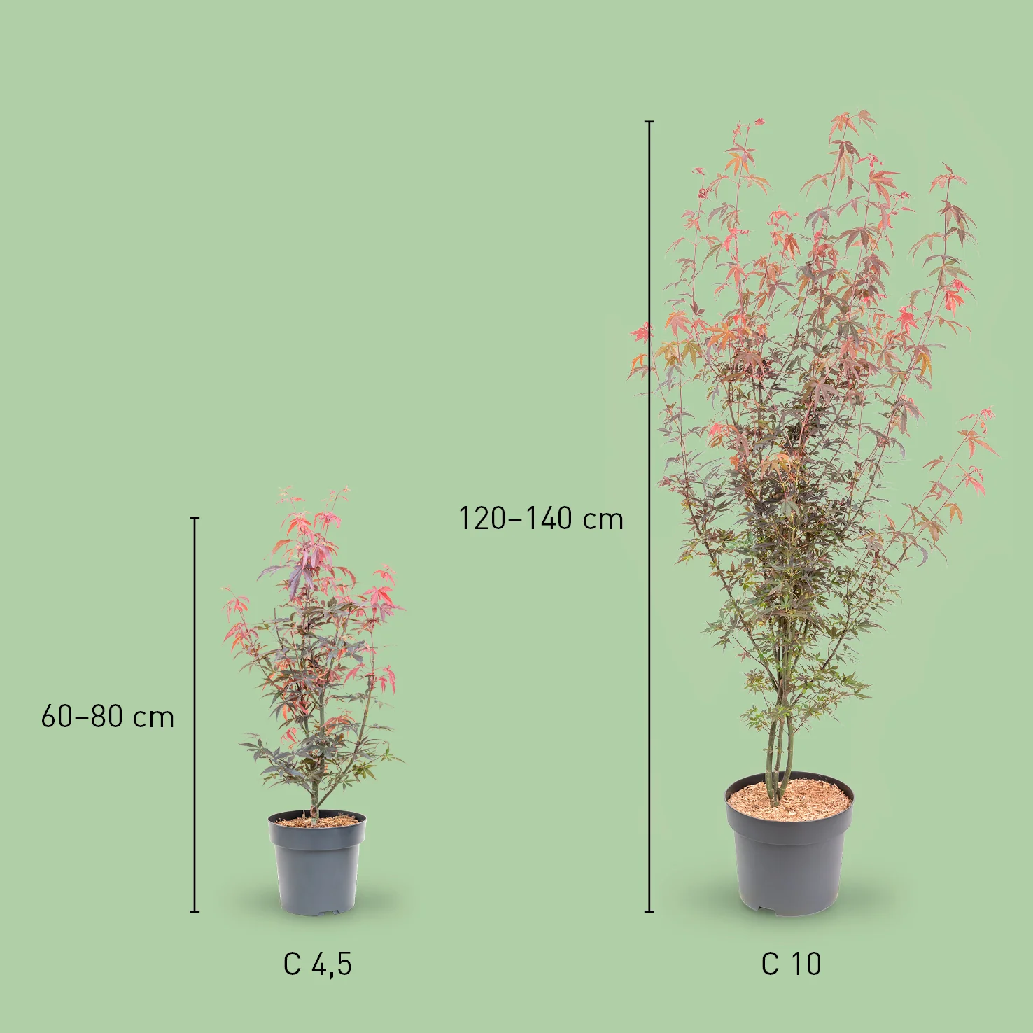 Japanischer Fächer-Ahorn ‘Skeeter’s Broom’