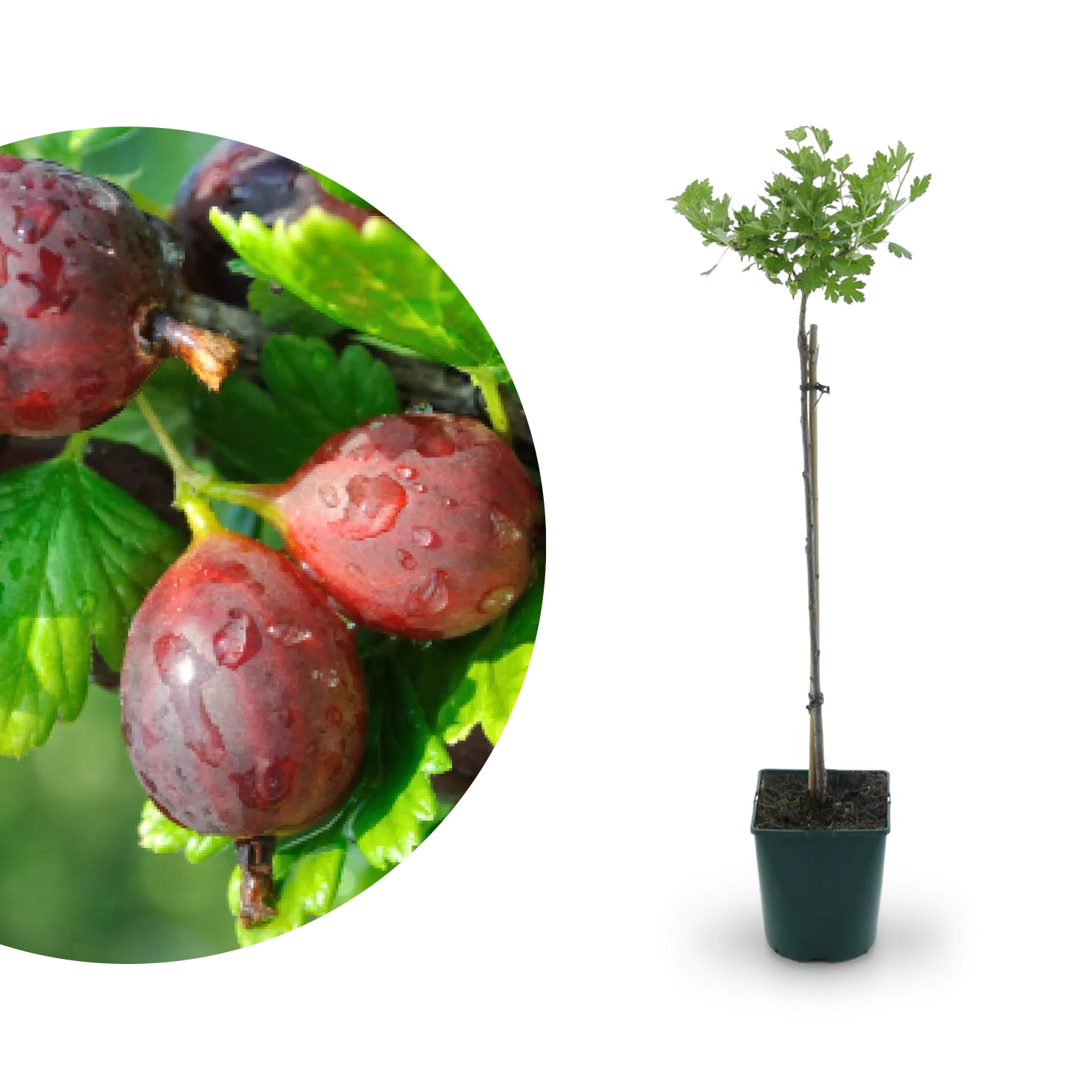 Bio-Stachelbeere 'Hinnonmäki rot' Hochstamm