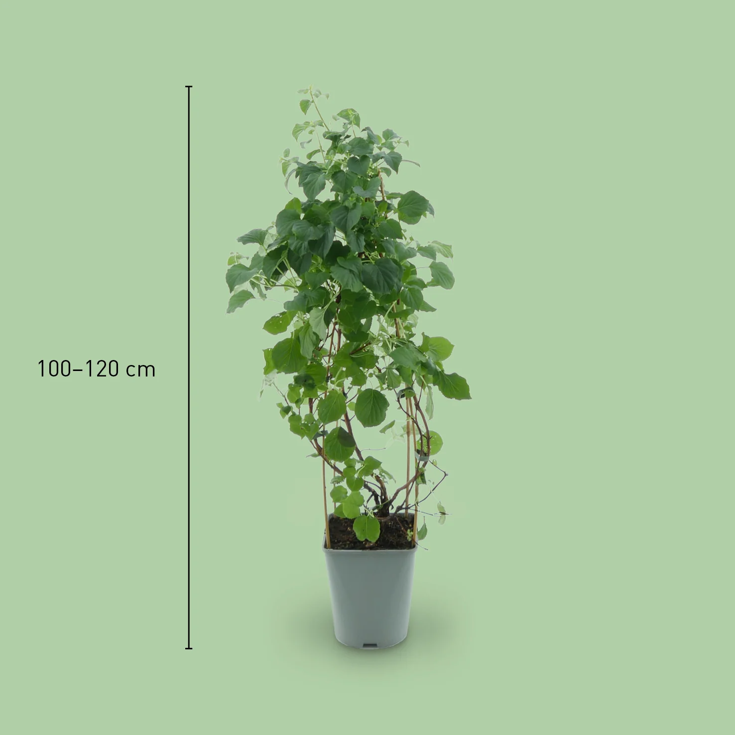 Kletterhortensie Weiß