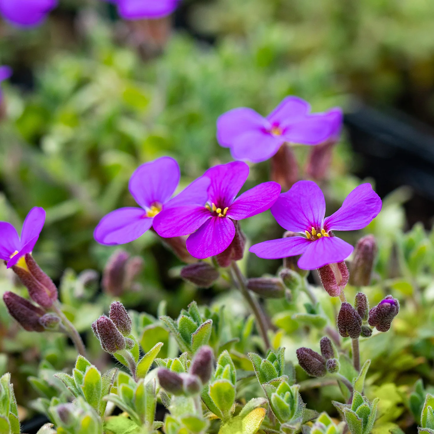 Blaukissen 'Blaumeise' (Mehrfach-Set)