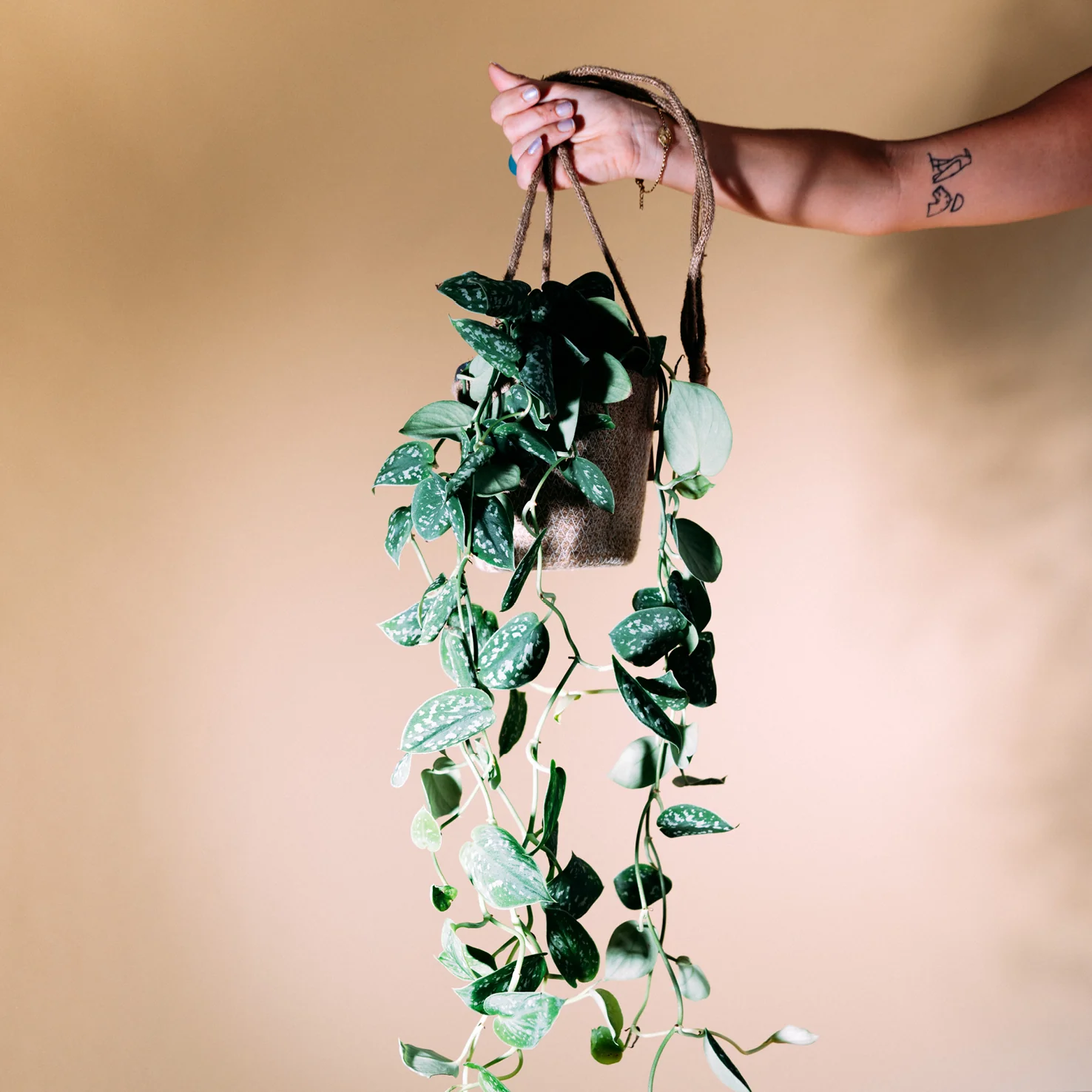 Gefleckte Efeutute ‘Argyraeus’