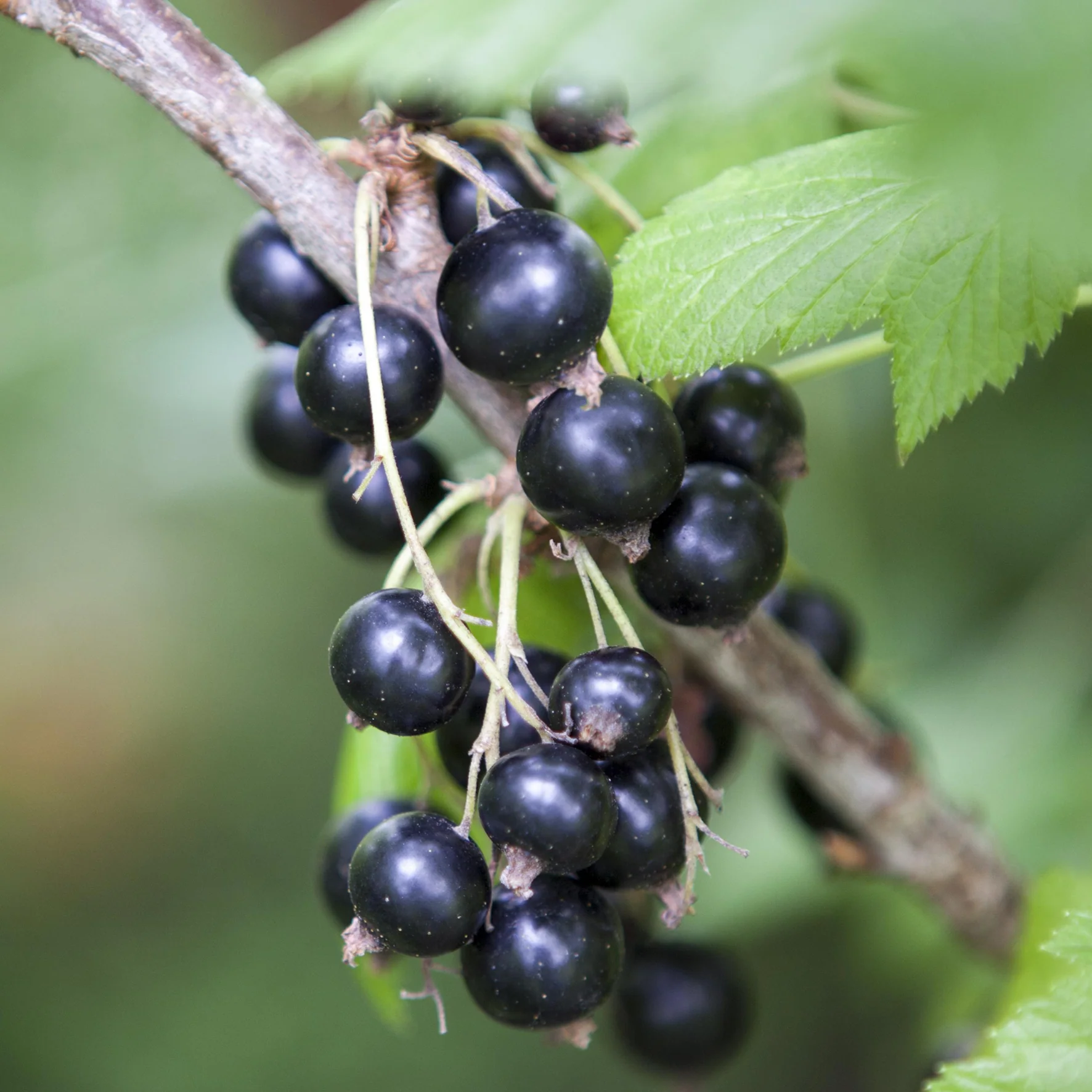 Bio-Schwarze Johannisbeere 'Ben Sarek' Hochstamm