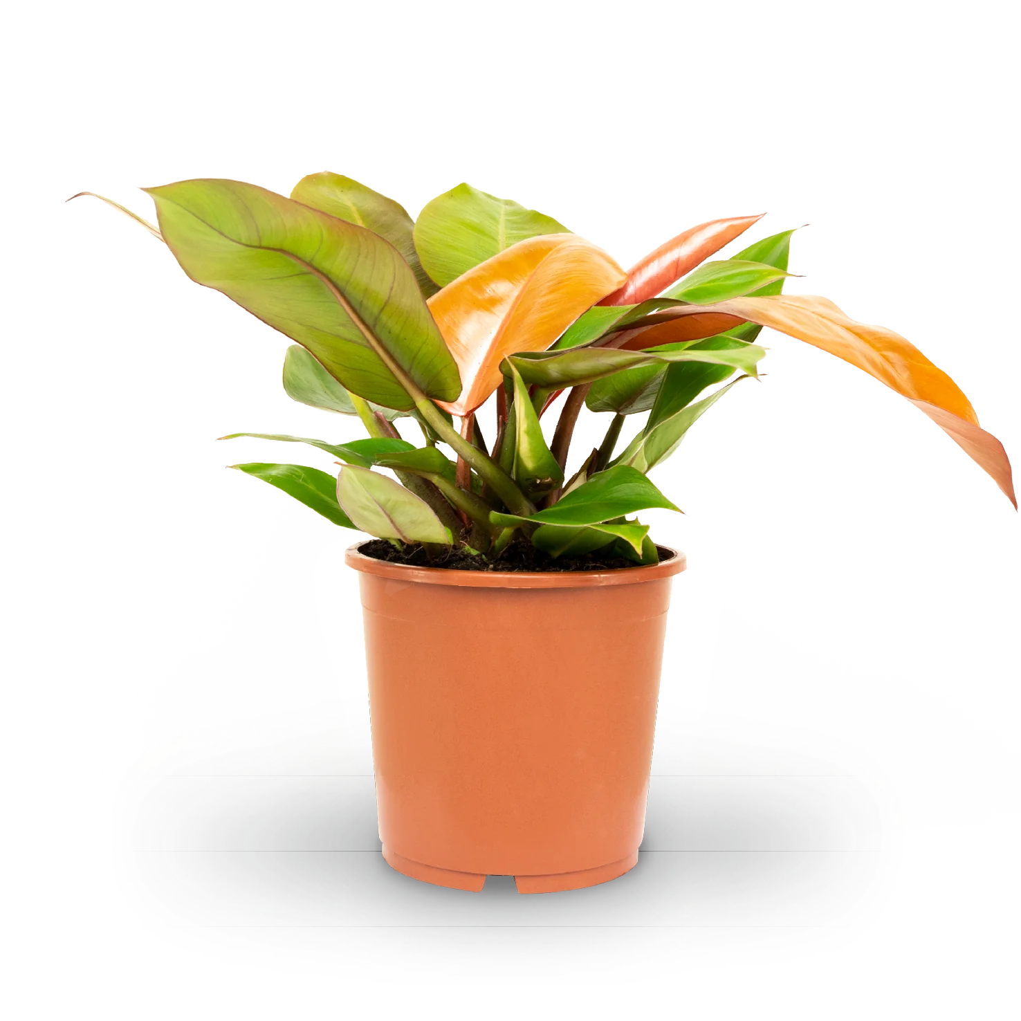 Philodendron 'Prince of Orange'