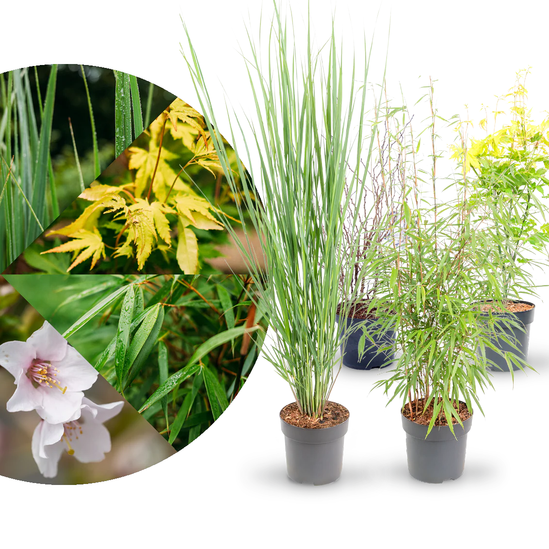 Asiagarten Frisches Grün (4er Set)