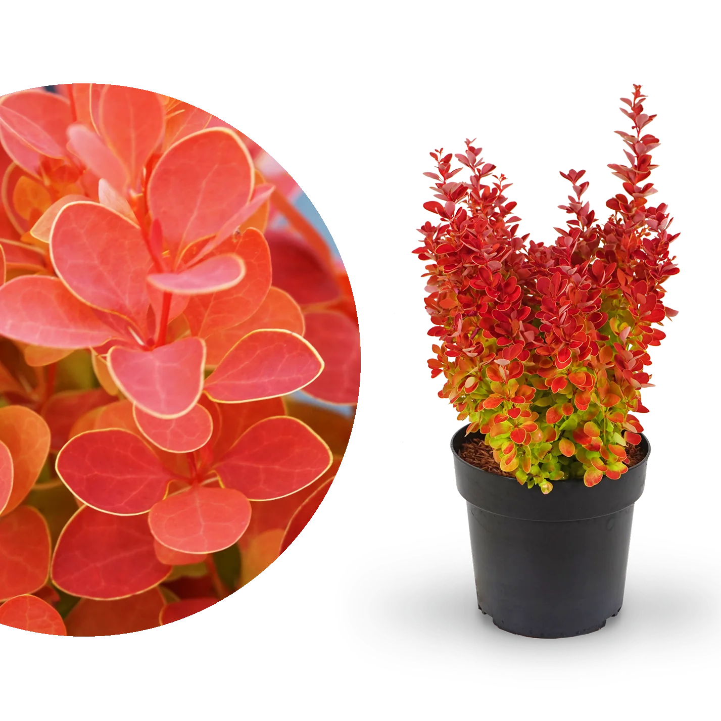 Berberitze 'Orange Ice'®