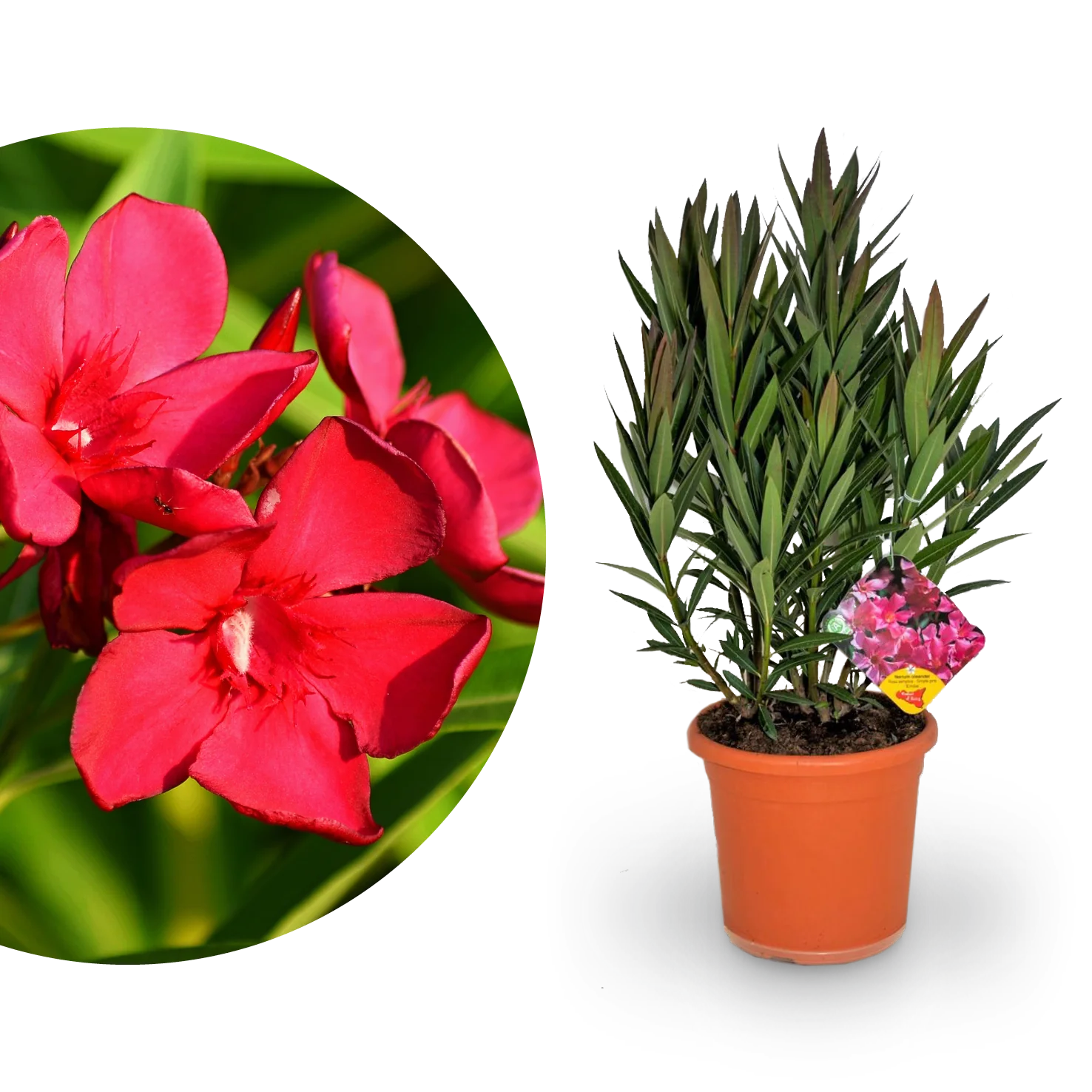 Oleander Rot