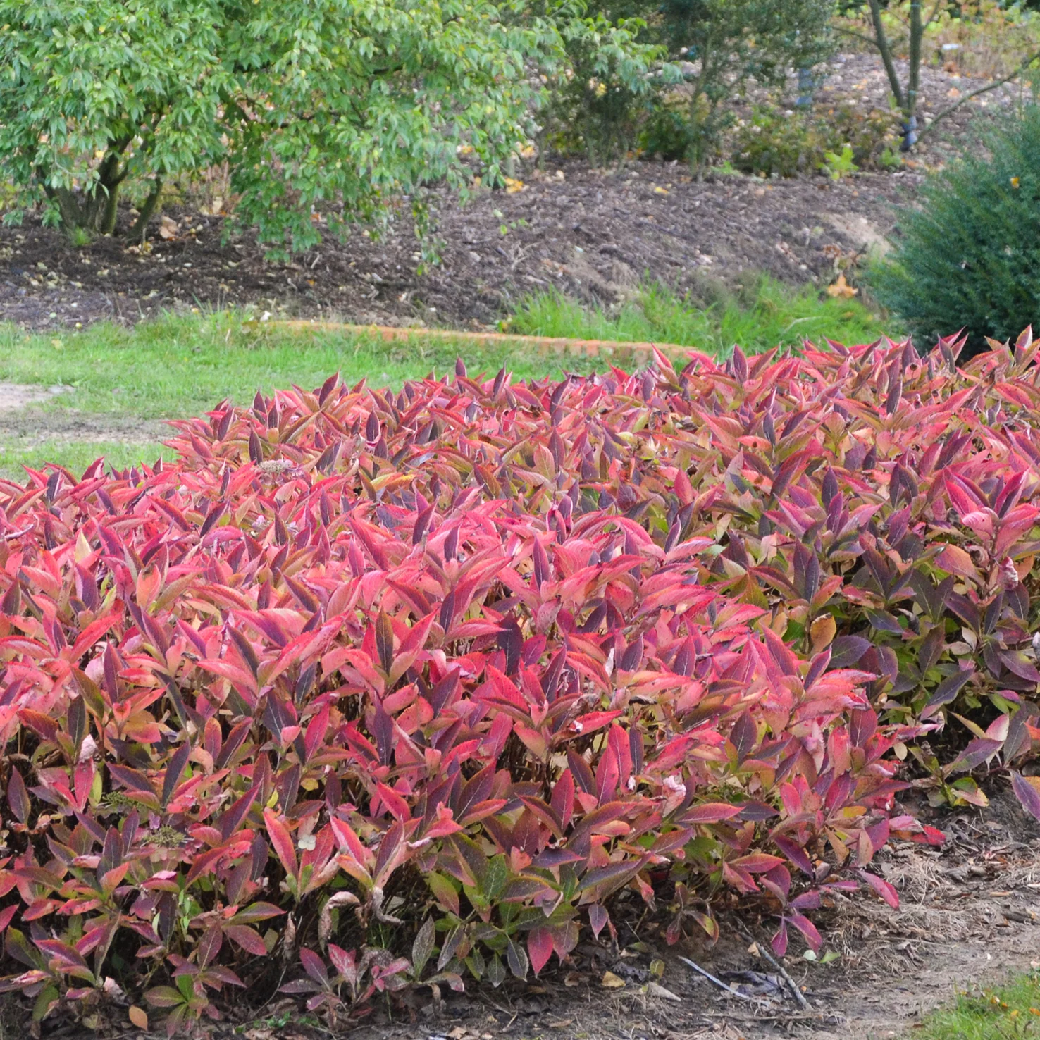 Tellerhortensie 'Magic Pillow'® Rosa