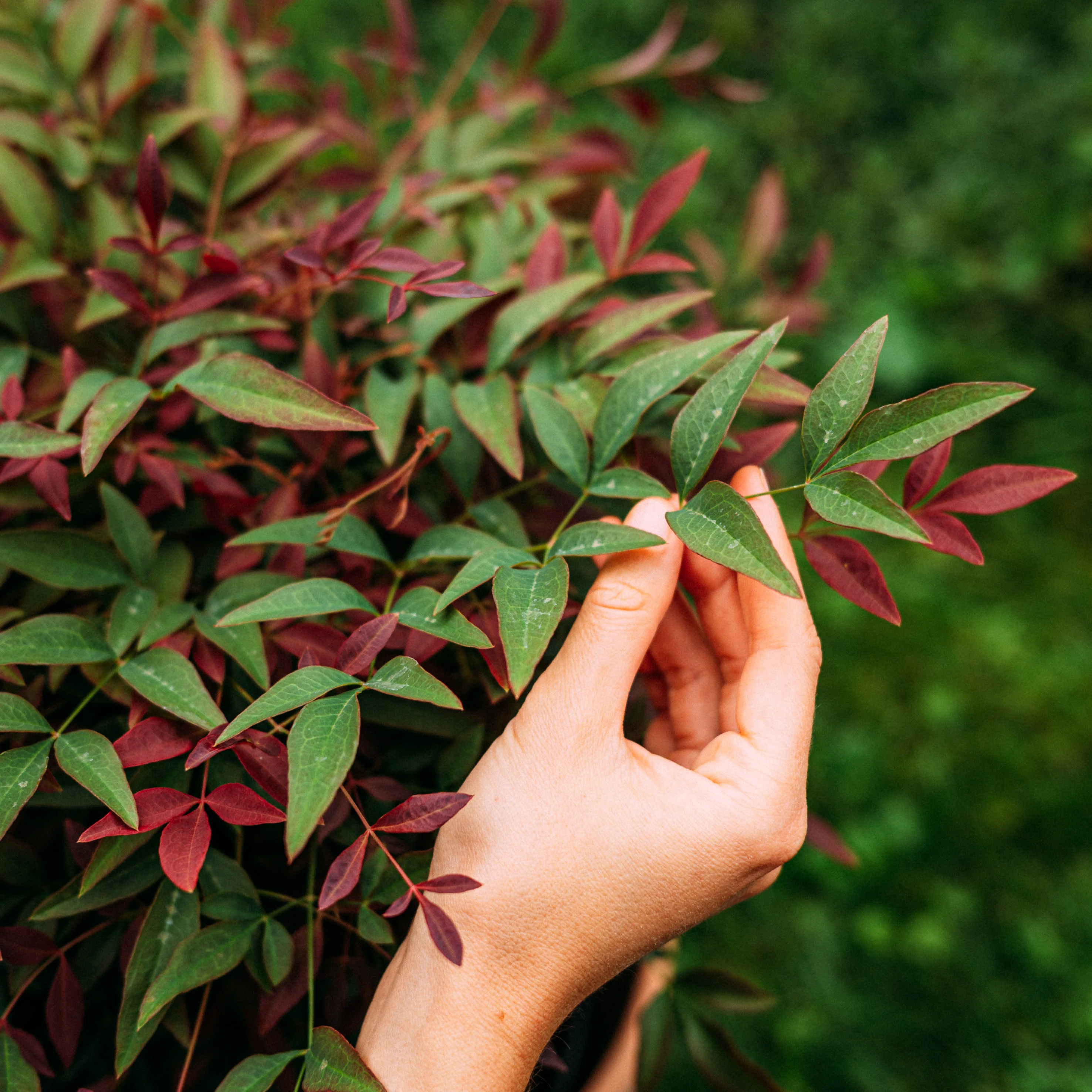 Heiliger Bambus 'Obsessed' Weiß