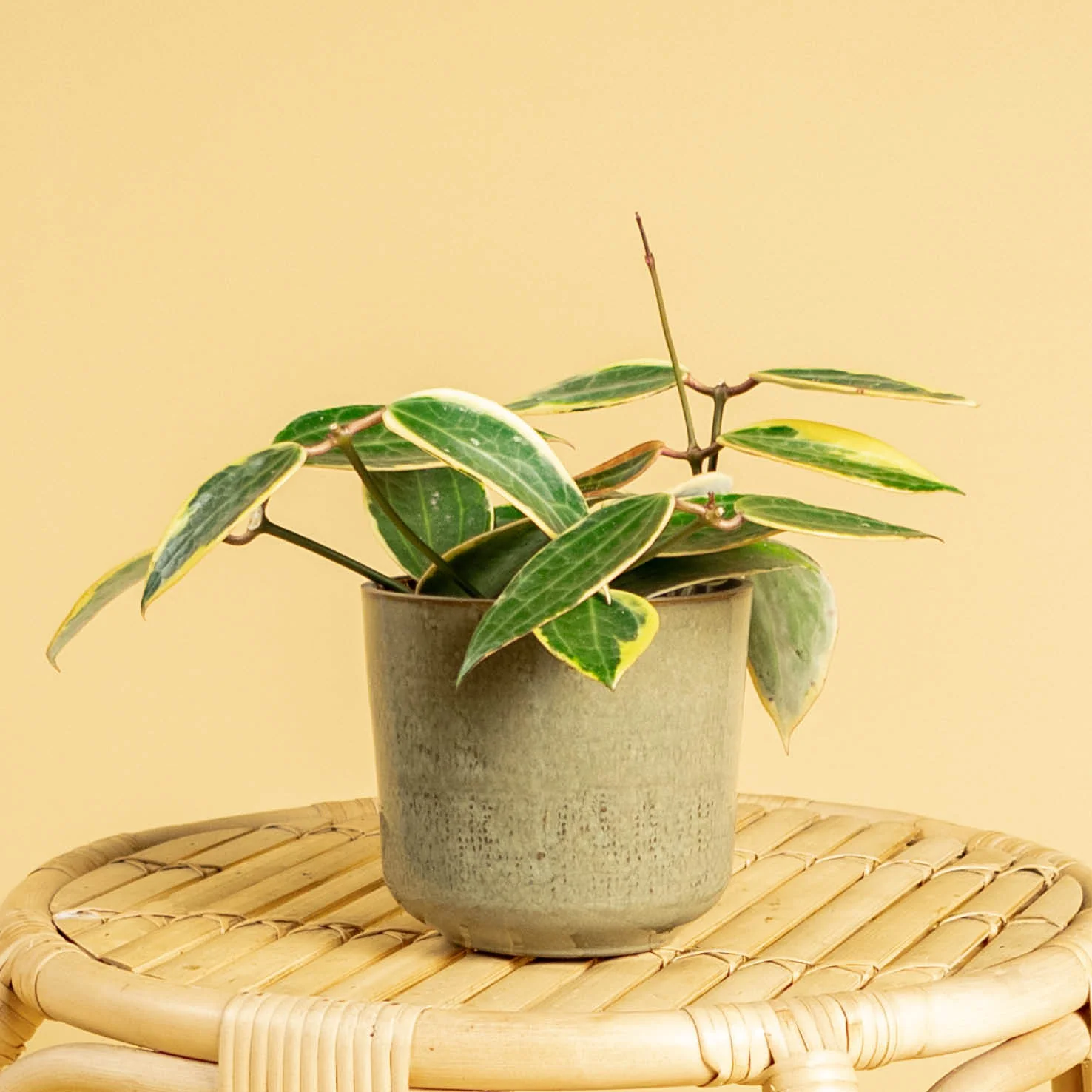 Hoya Albomarginata 'Star of Bali'