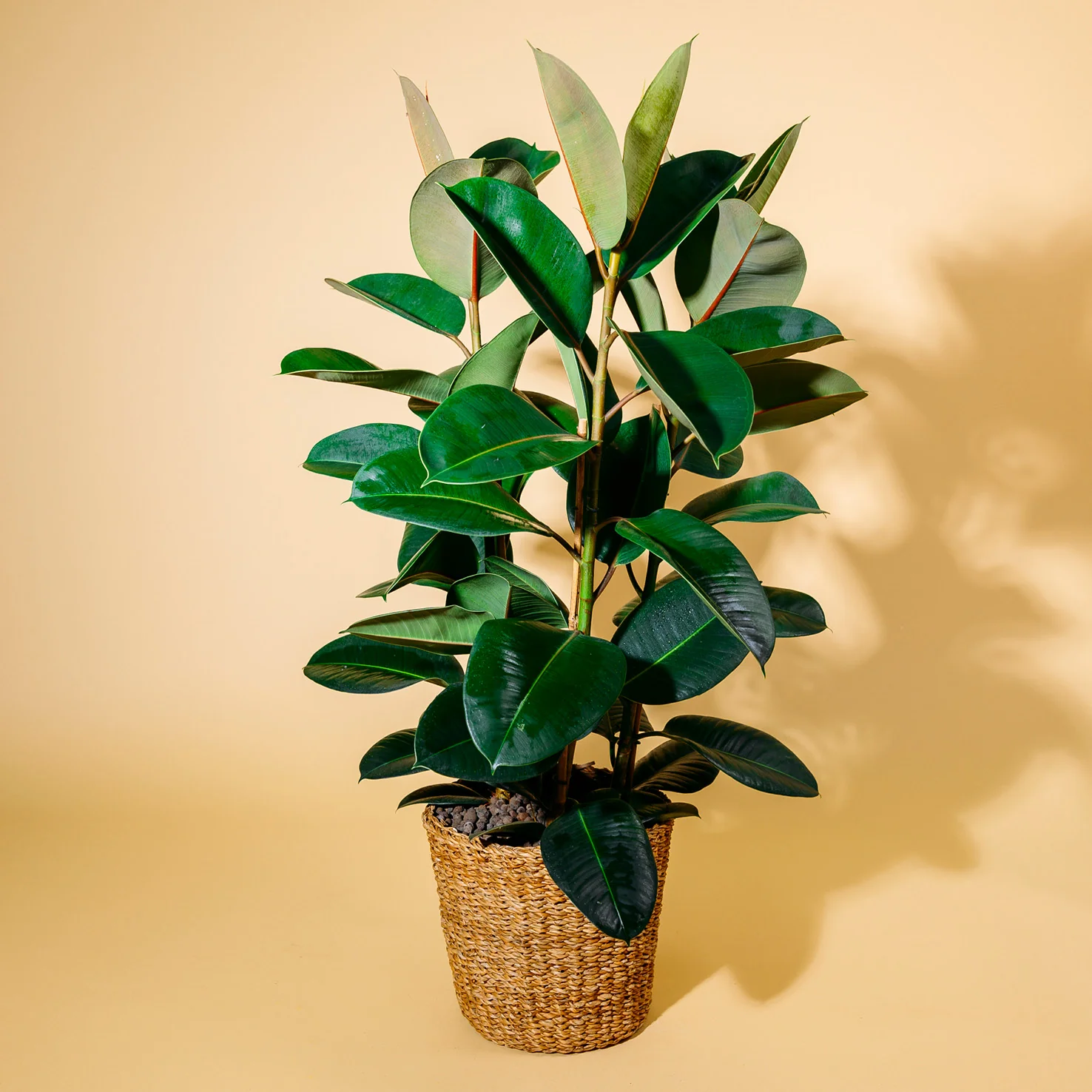 Gummibaum 'Robusta' XXL-Größe