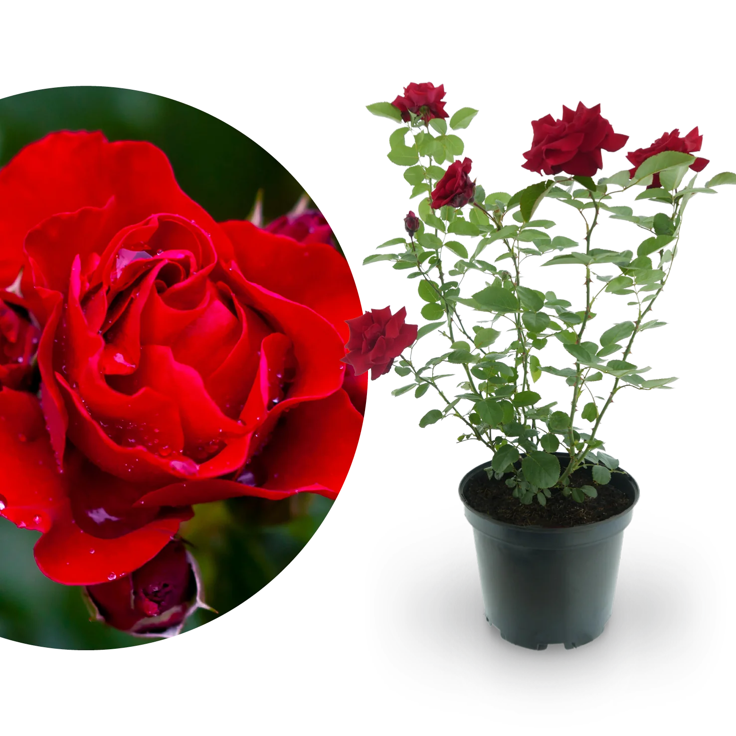 Kletterrose 'Santana'® Feuerrot