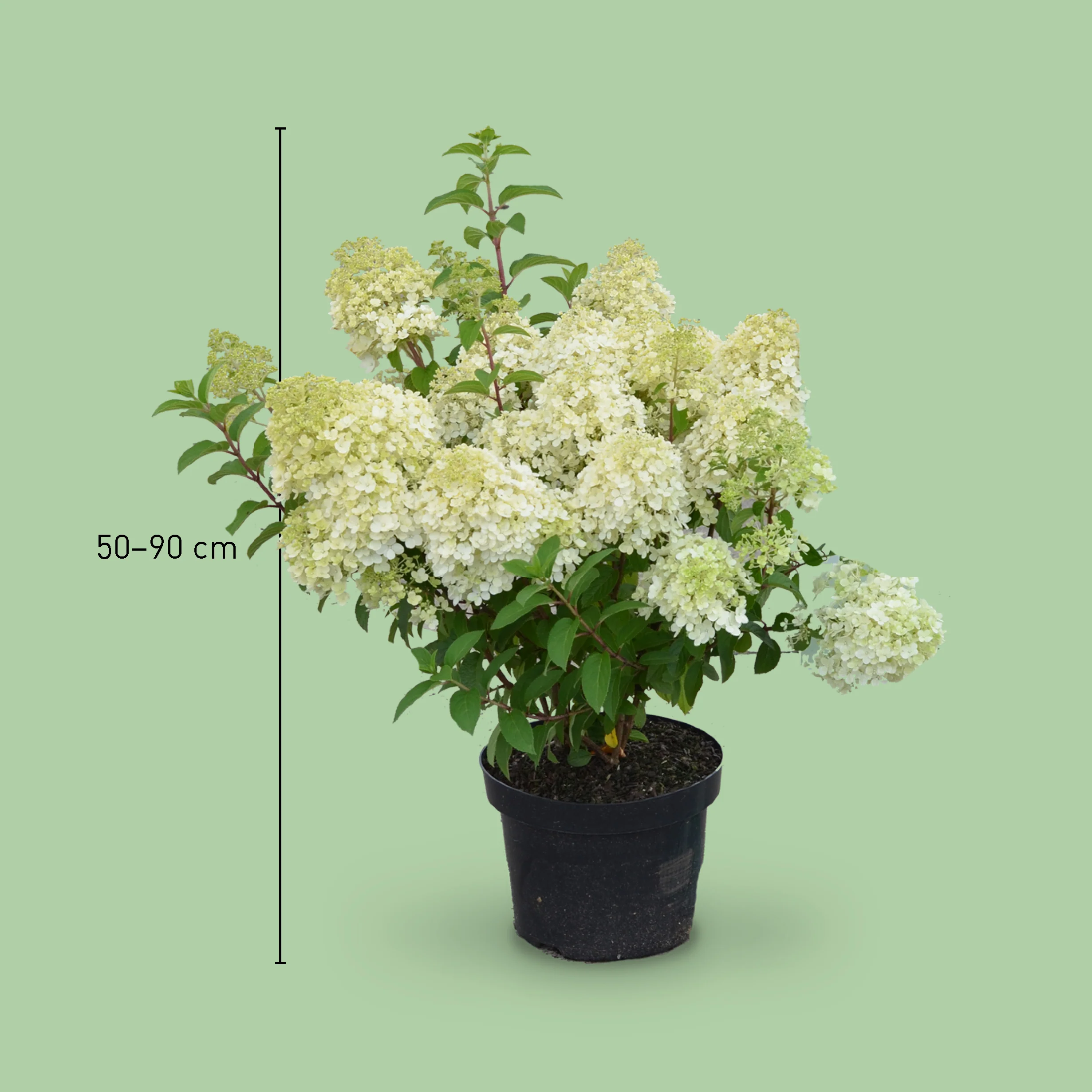 Rispenhortensie 'Bobo'®