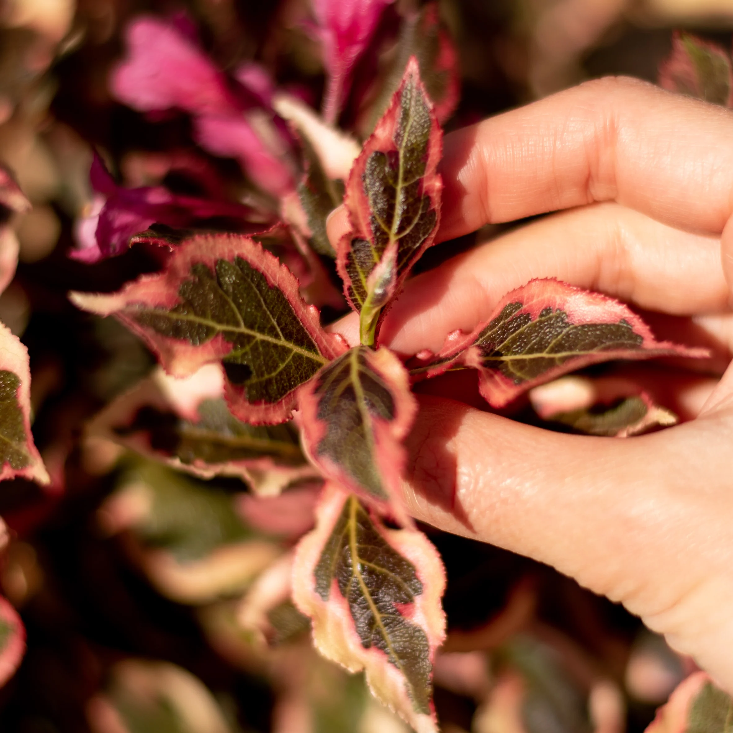 Zwerg-Weigelie 'Monet'® Rosarot