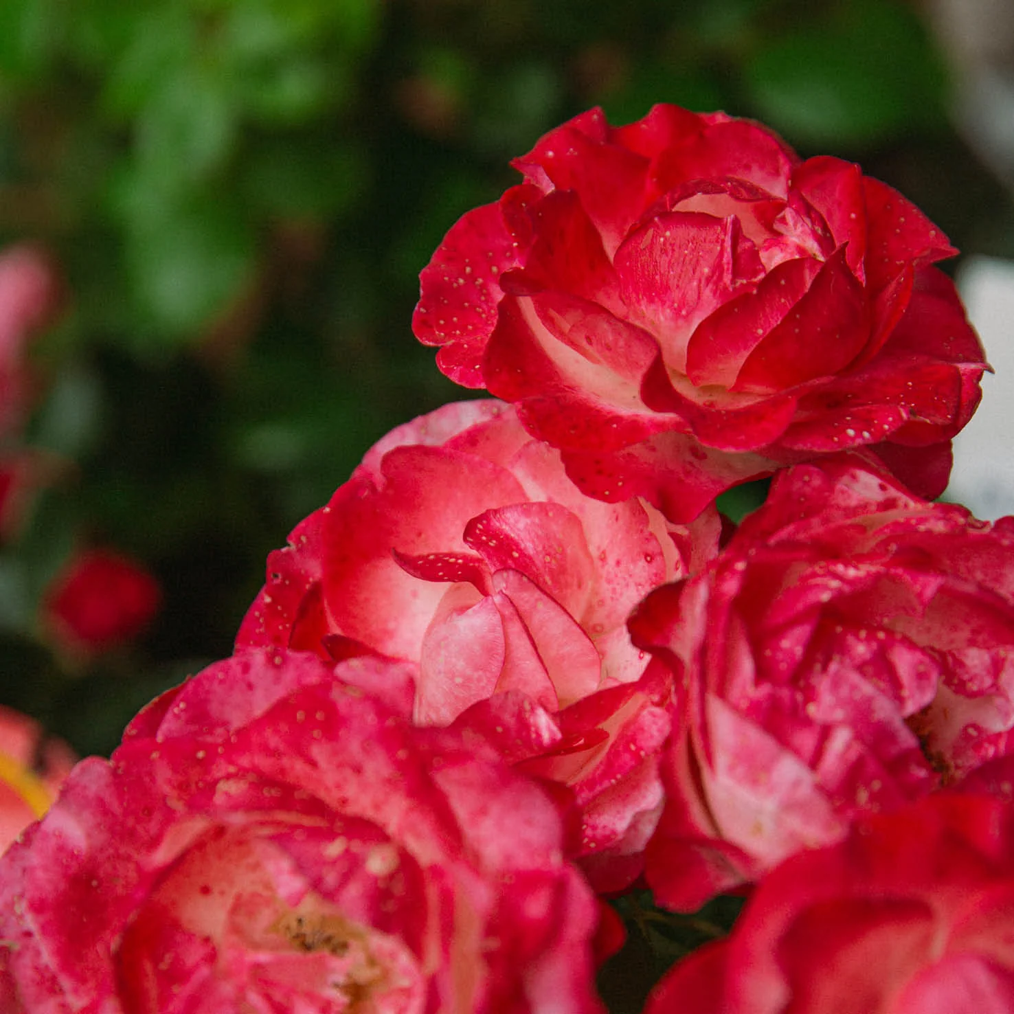 Edelrose 'Nostalgie'® Cremeweiß-Kirschrot