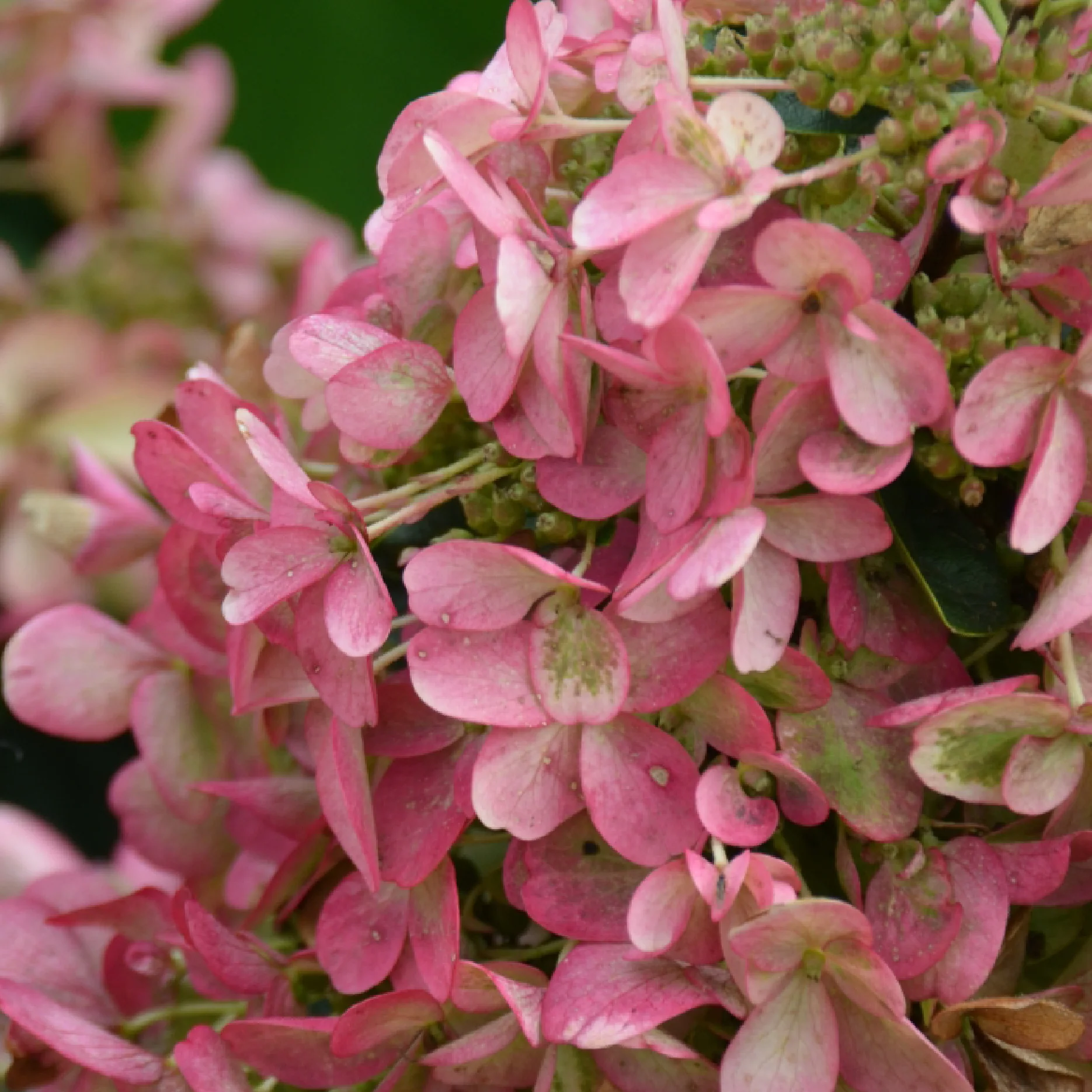 Rispenhortensie 'Wim`s Red'® Weiß-Rot