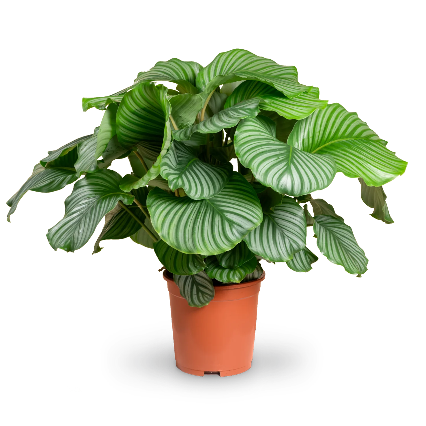 Calathea orbifolia XXL-Größe