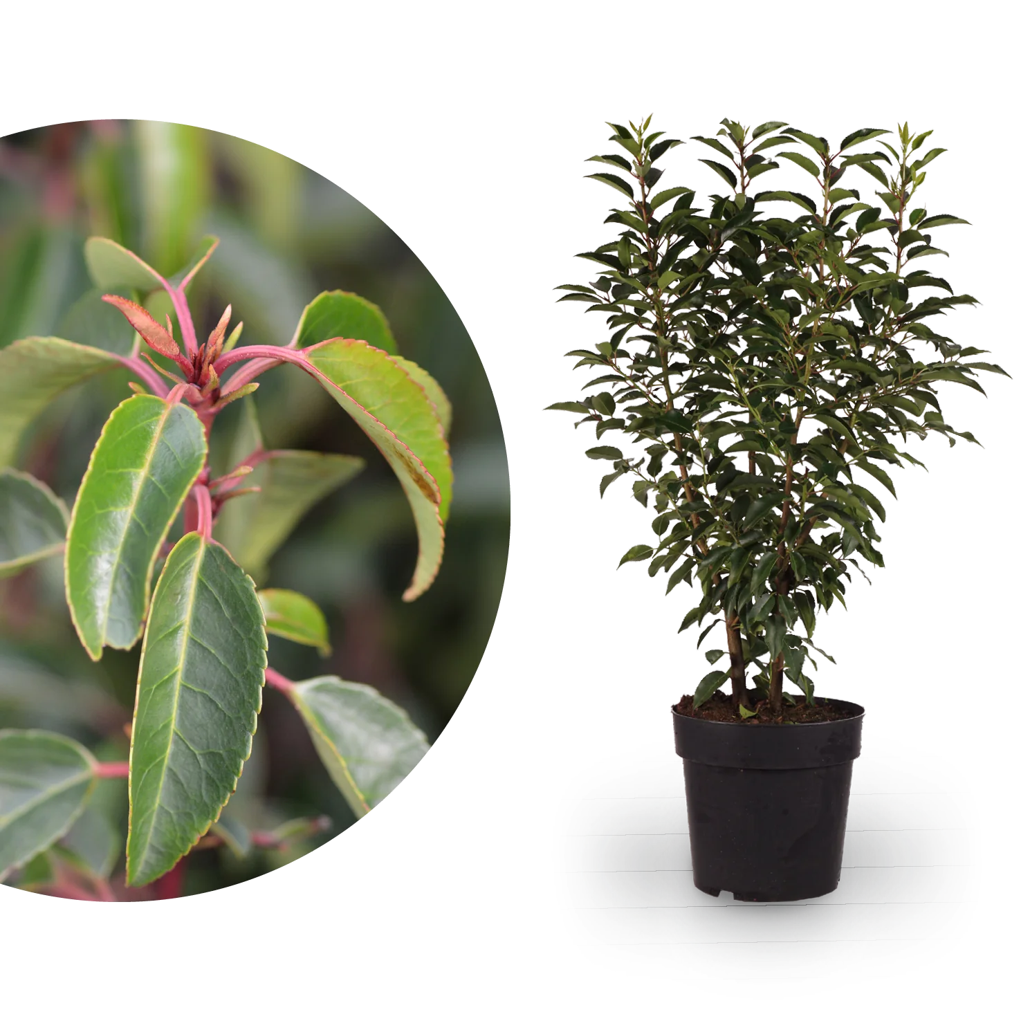 Portugiesische Lorbeerkirsche 'Angustifolia'